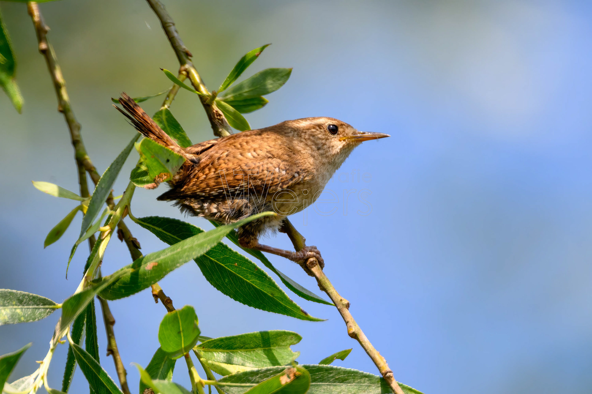 Zaunkönig, Deutschland