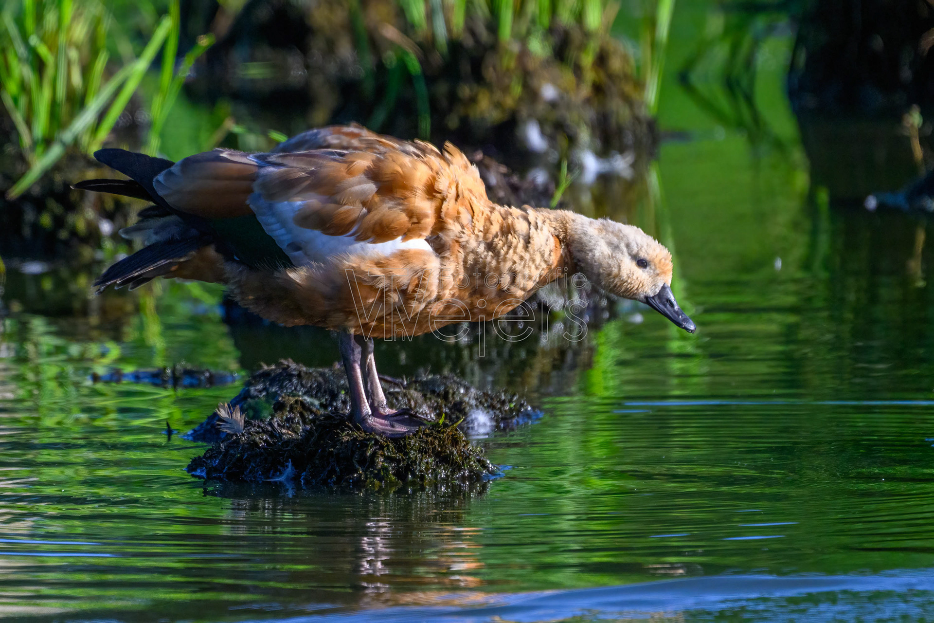 Rostgans, Deutschland