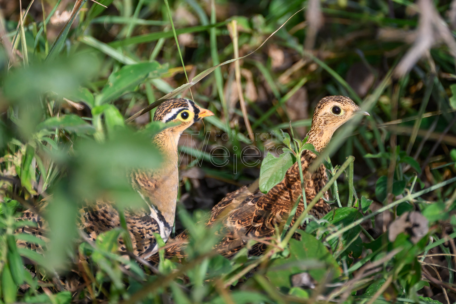 Schmuckflughuhn, Afrika