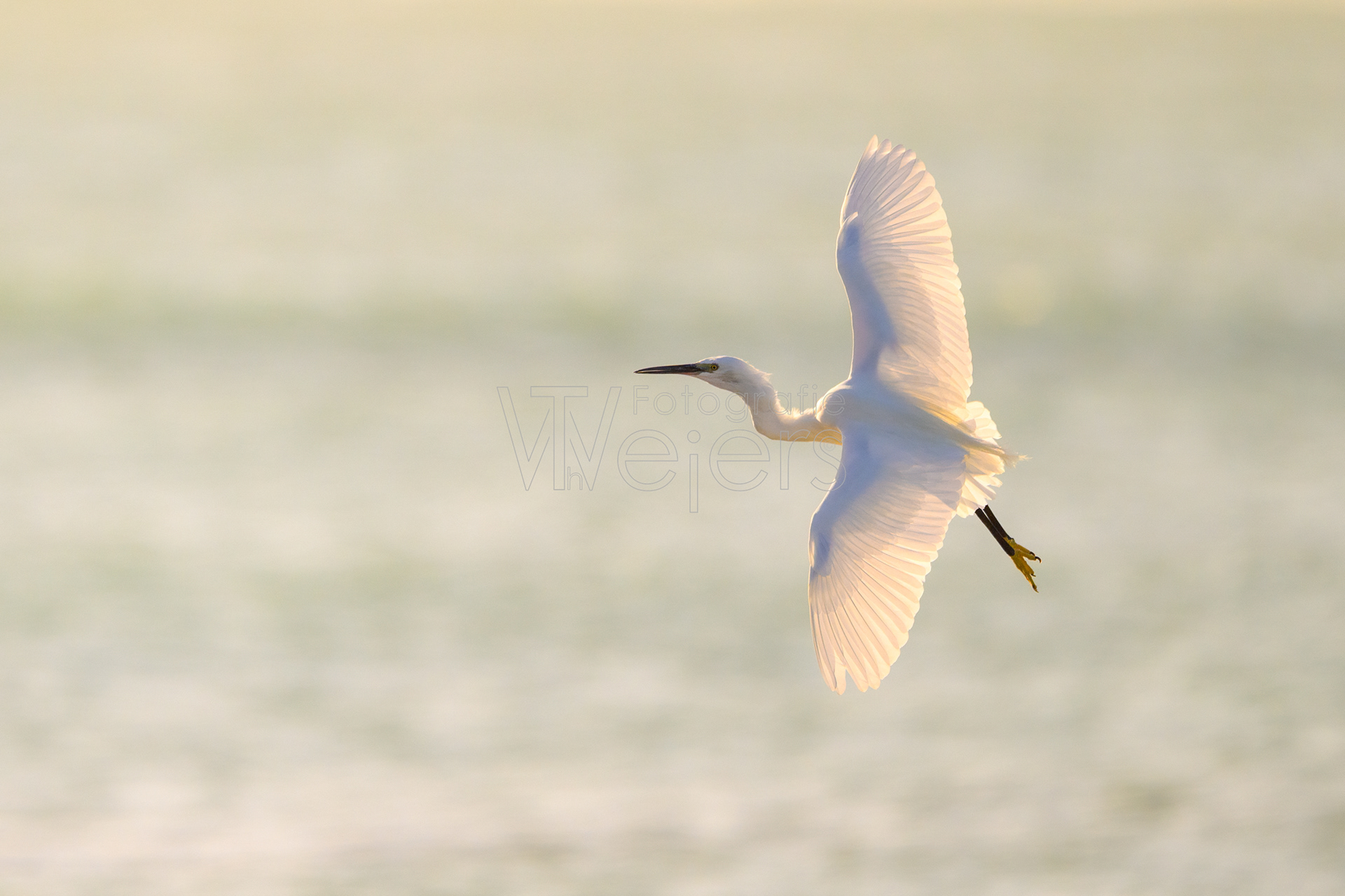 Seidenreiher, Afrika