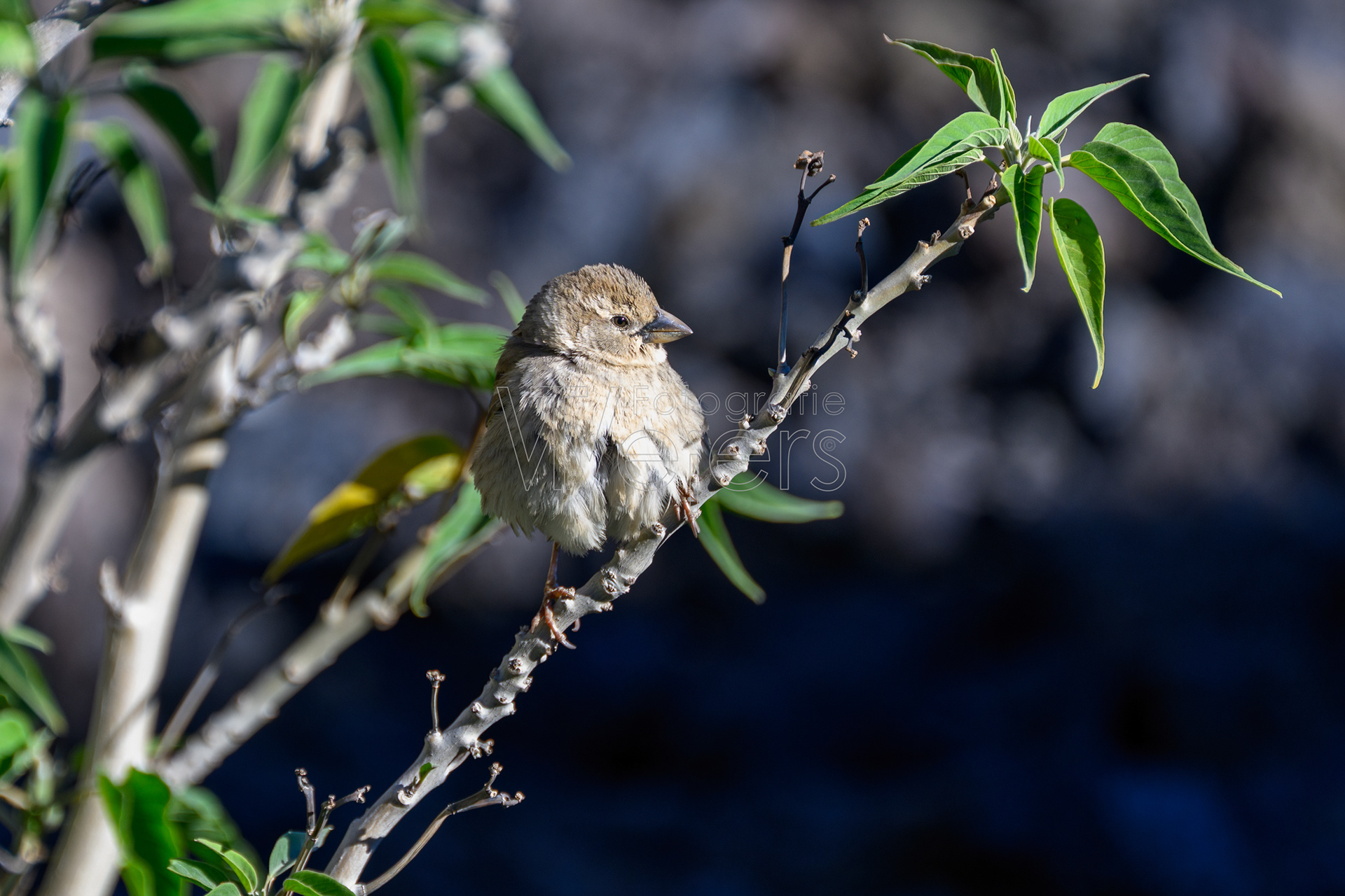 Weidensperling, Afrika