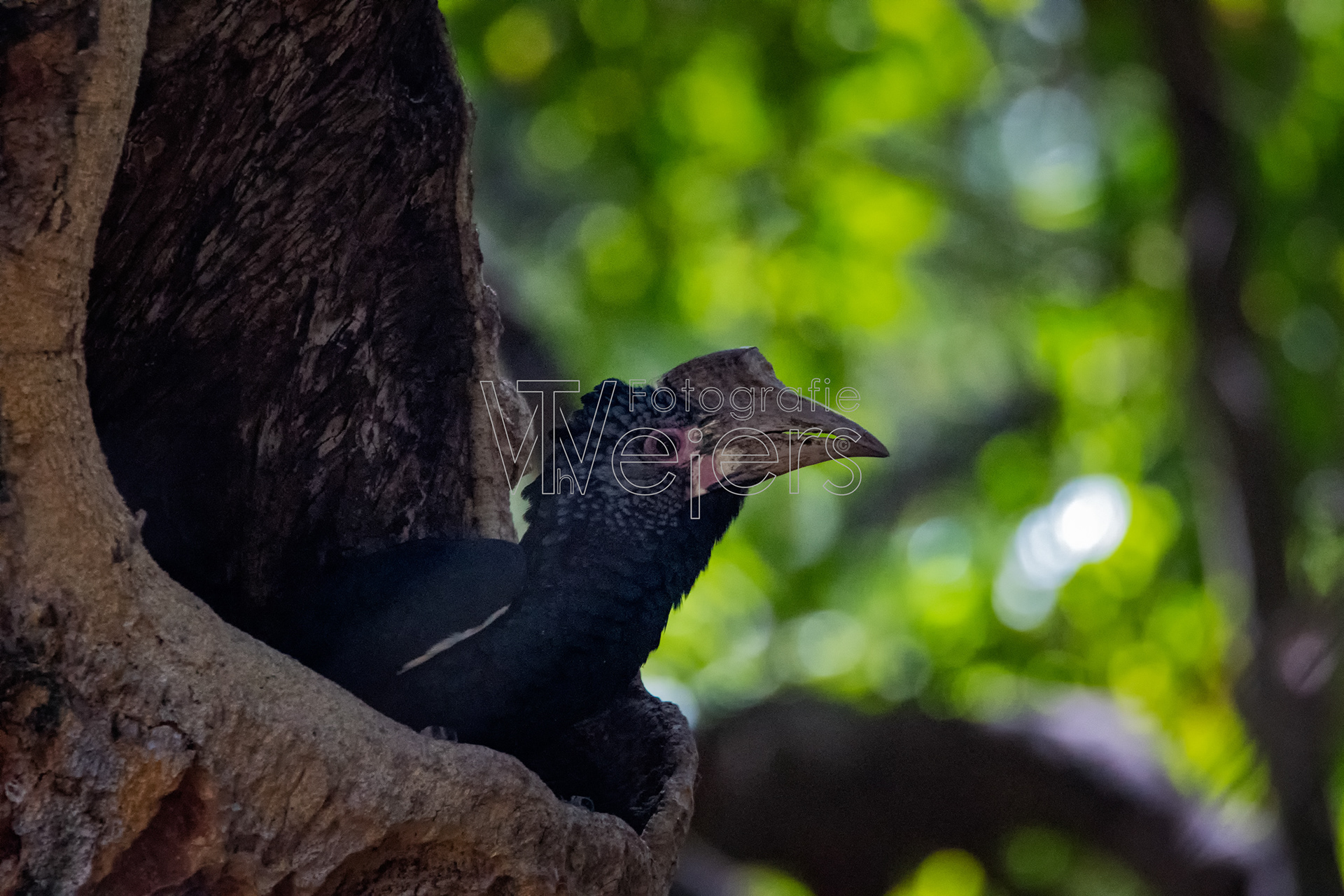 Silberwangenhornvogel