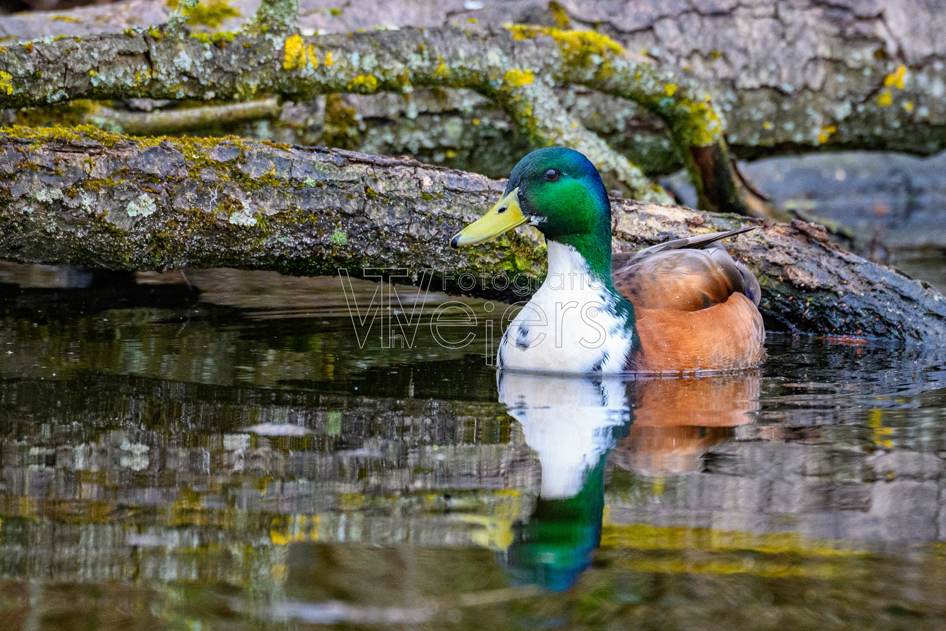 Stockente, Deutschland