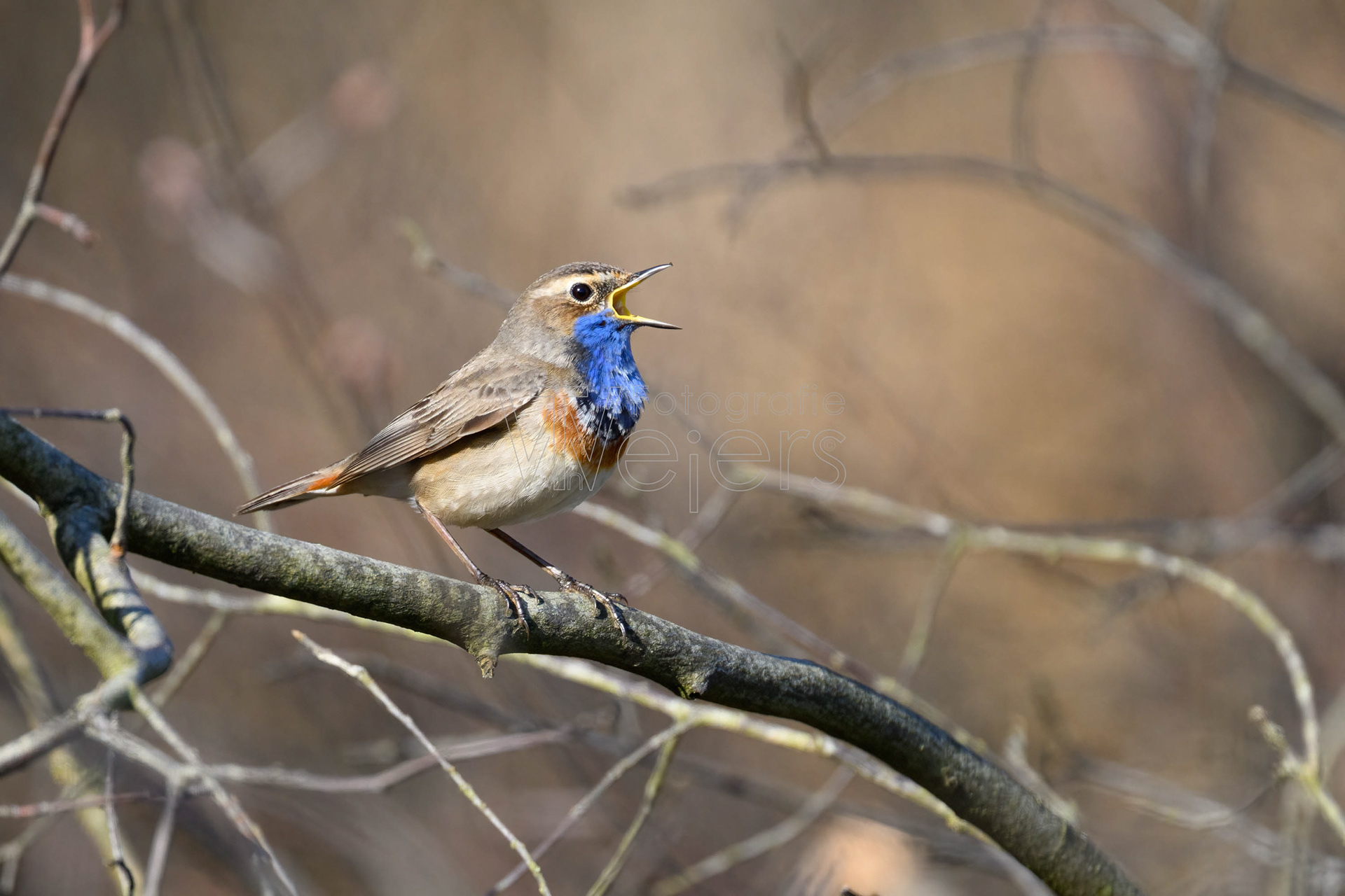Blaukehlchen, Europa