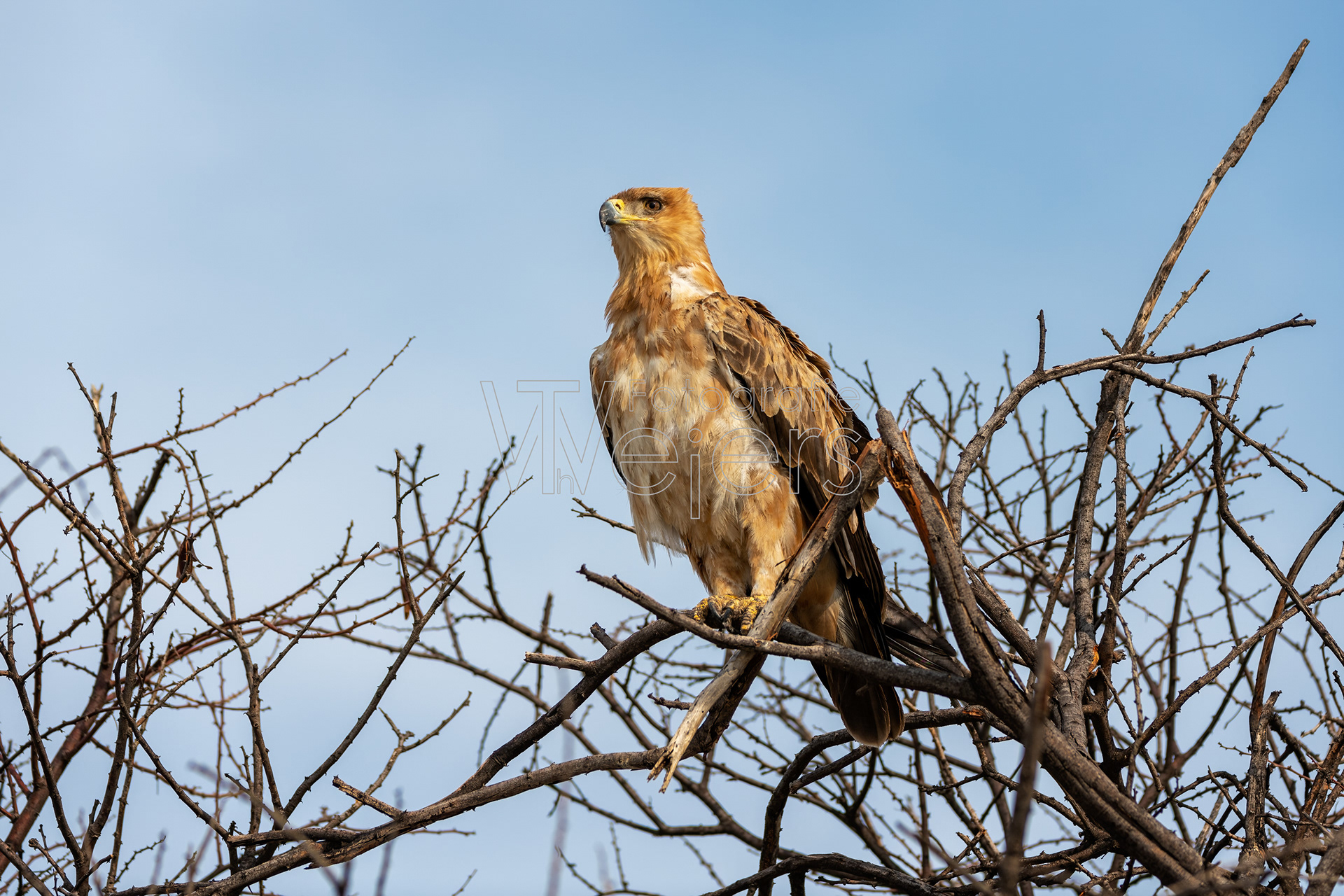 Raub- / Savannenadler, Afrika