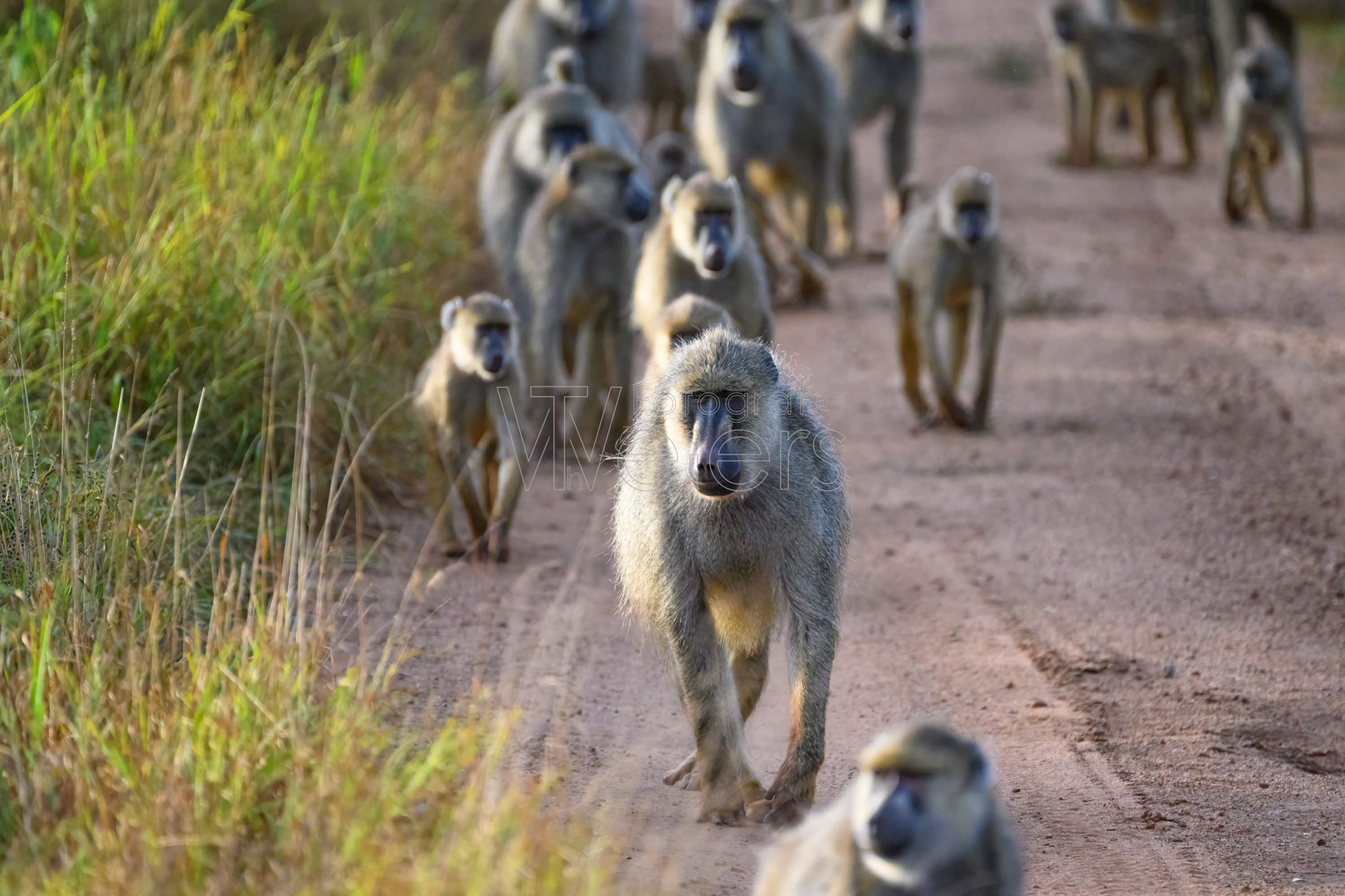 Gelber Pavian (Steppen)