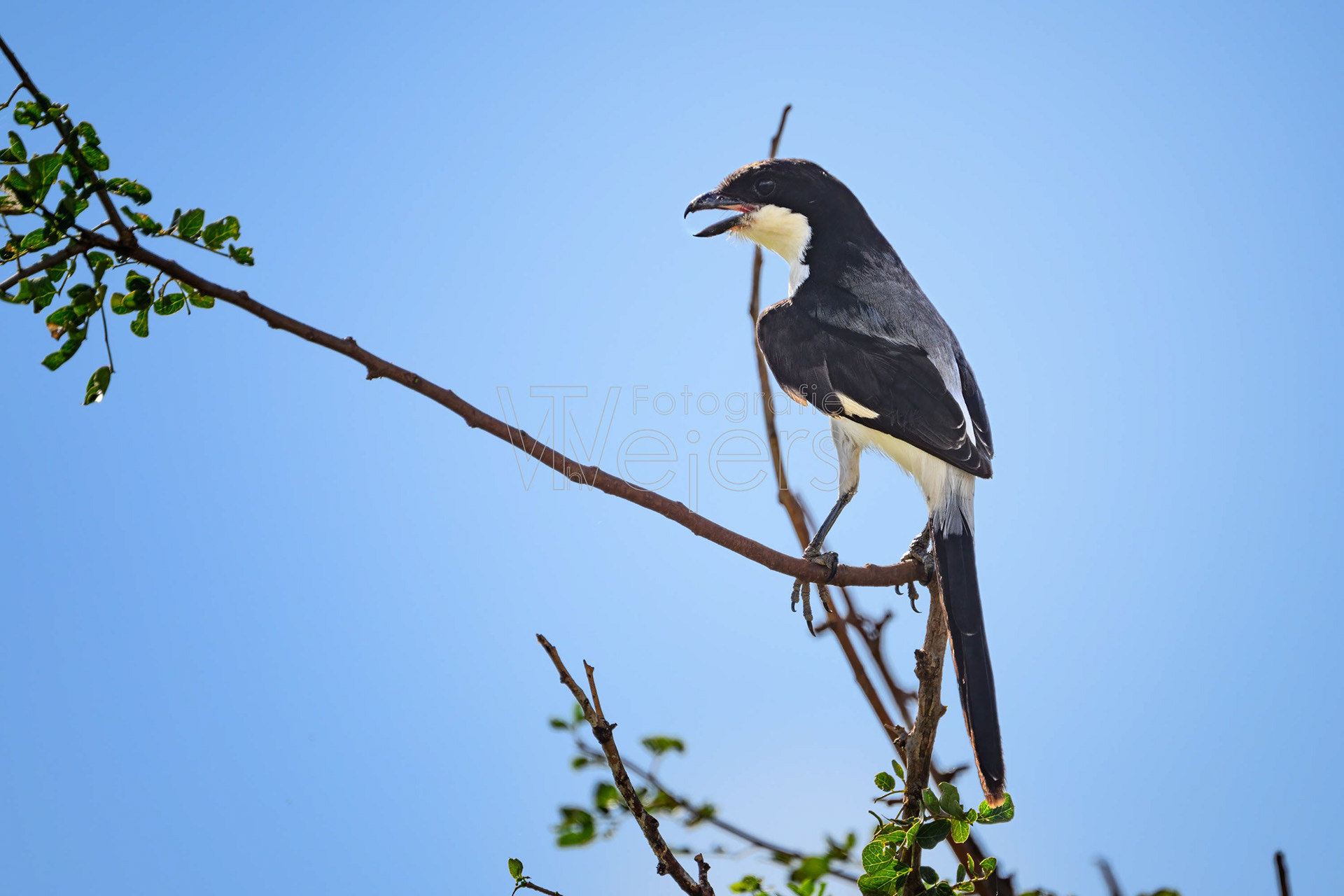 Langschwanzwürger, Afrika