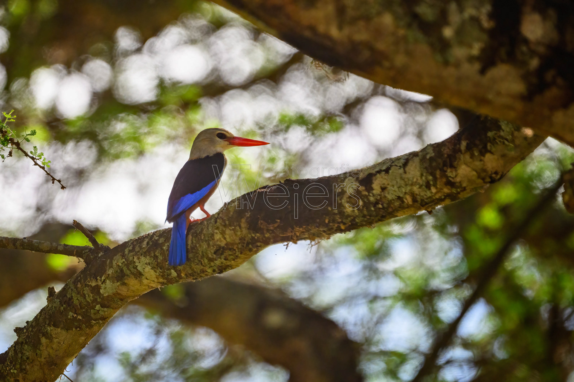 Graukopfliest, Afrika