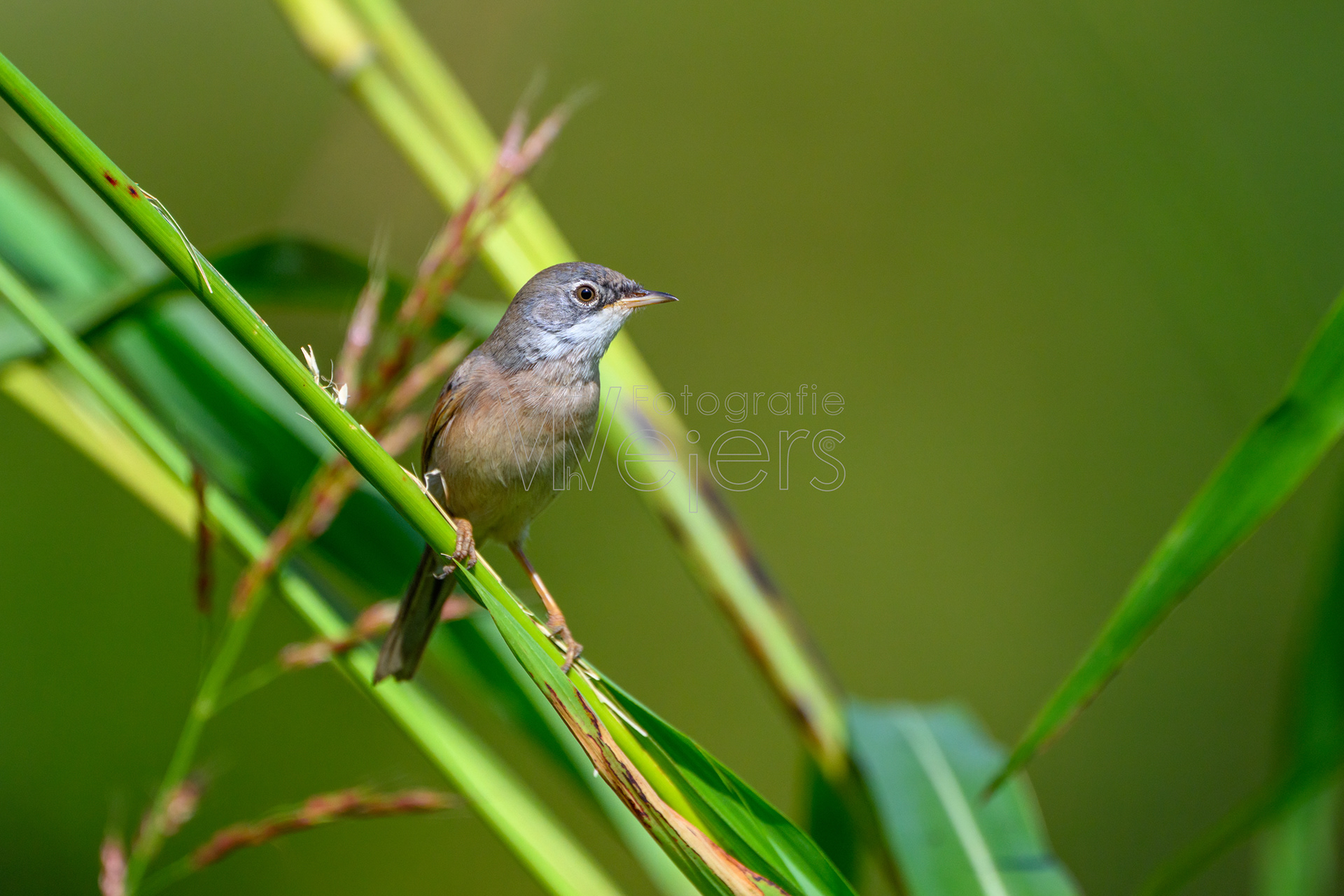 Brillengrasmücke, Afrika