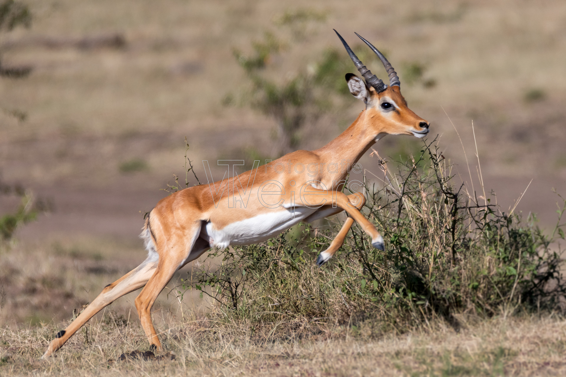Impala, Afrika