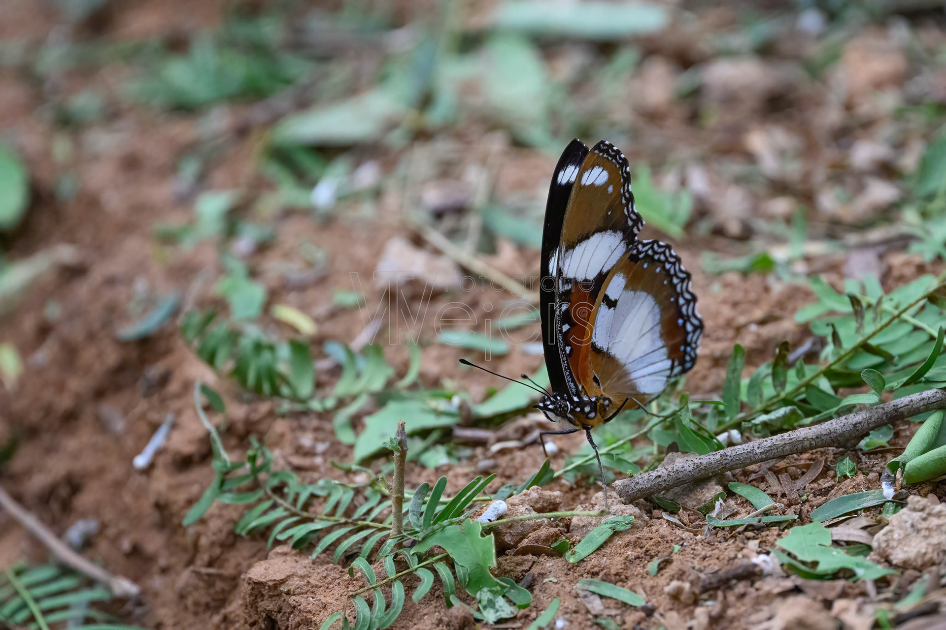 Danaiden-Eierfliege, Afrika