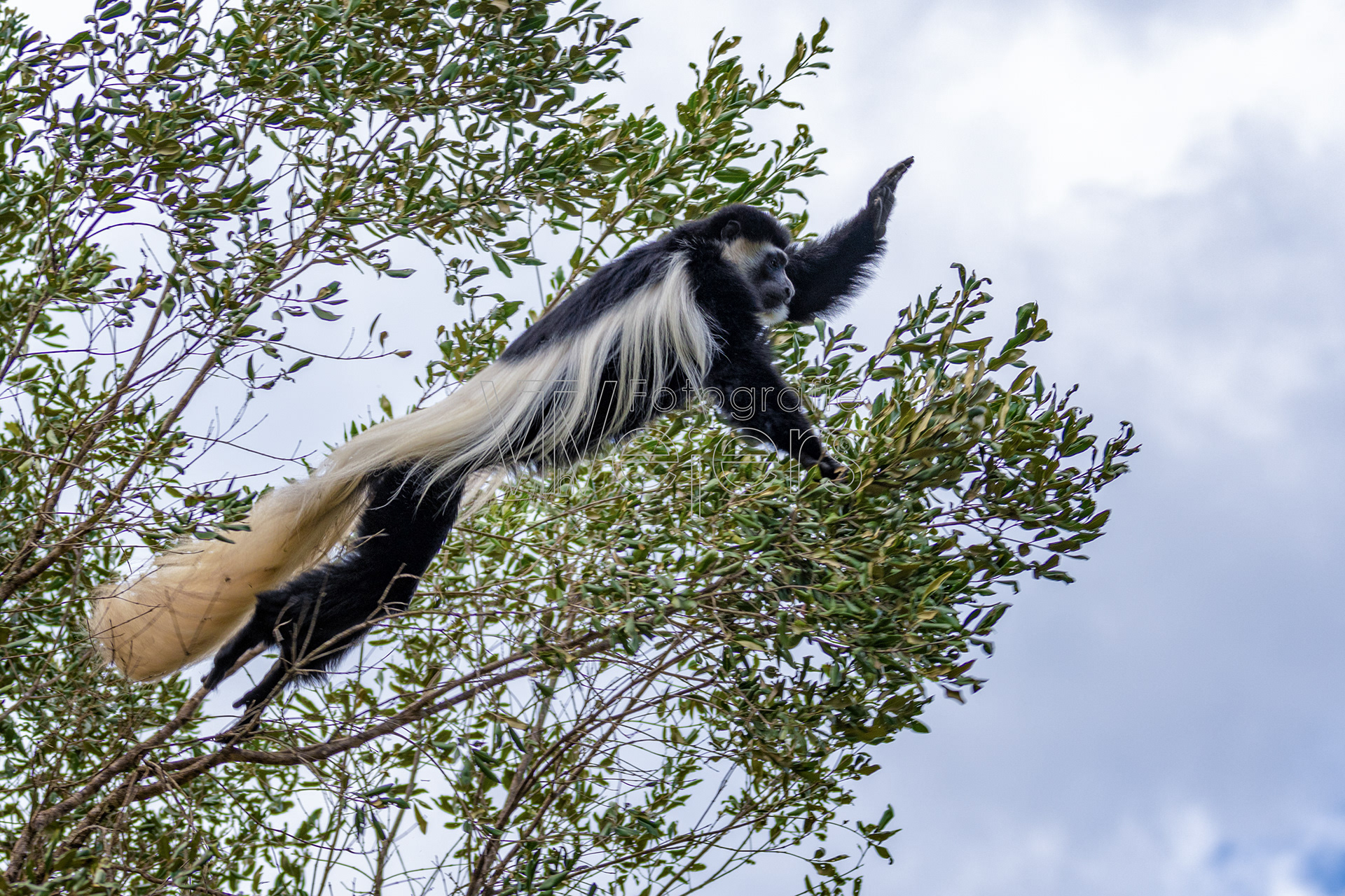 Mantelaffe (Guereza), Afrika