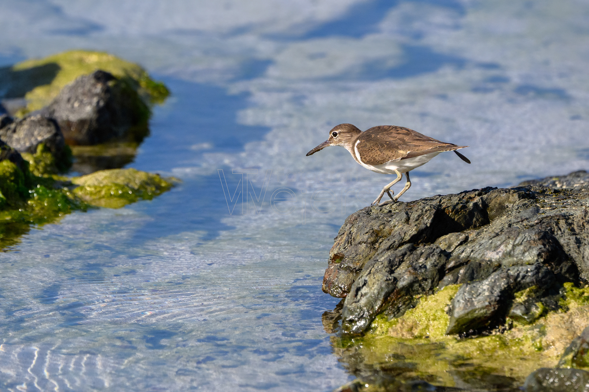Sanderling, Afrika