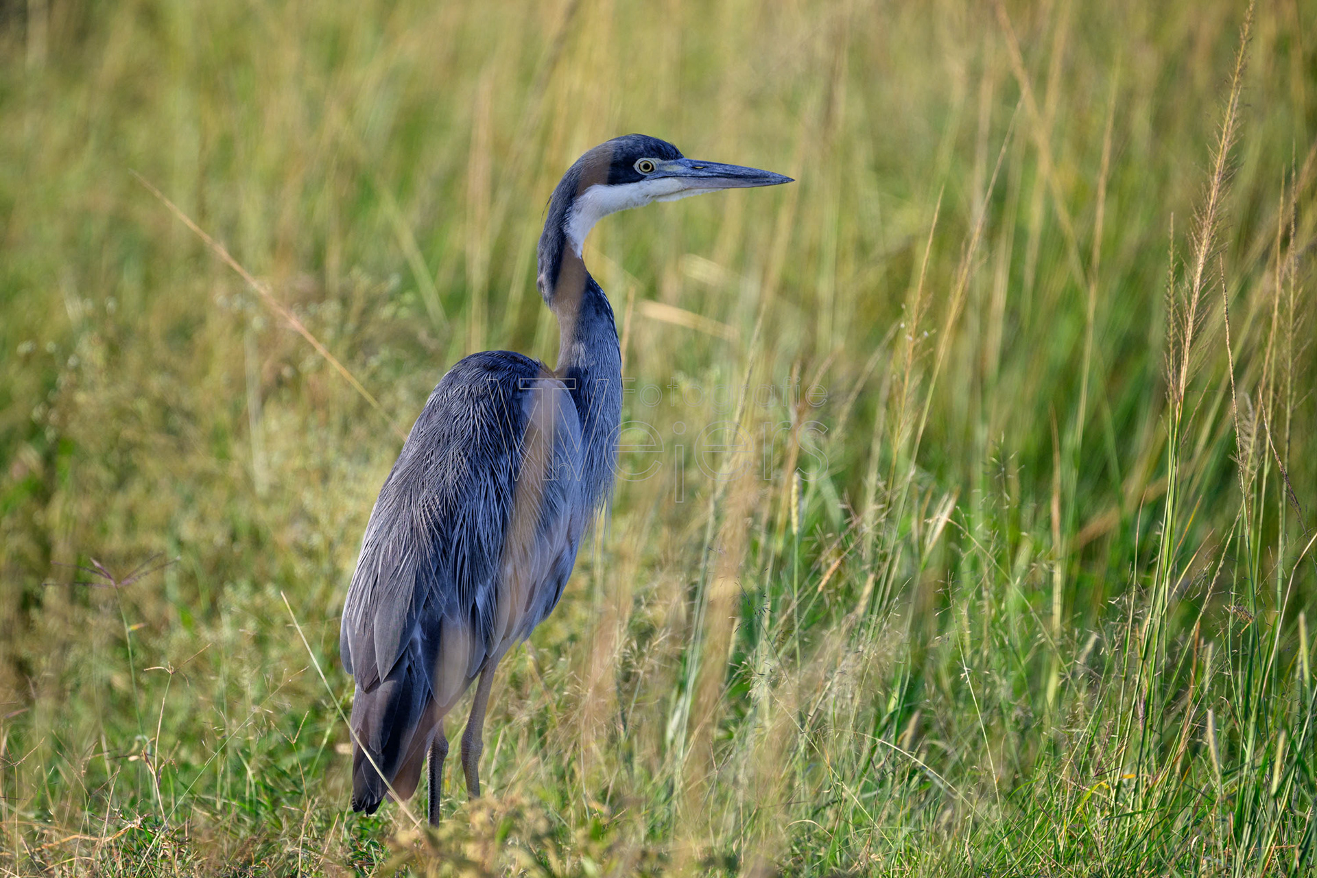 Schwarzhalsreiher, Afrika