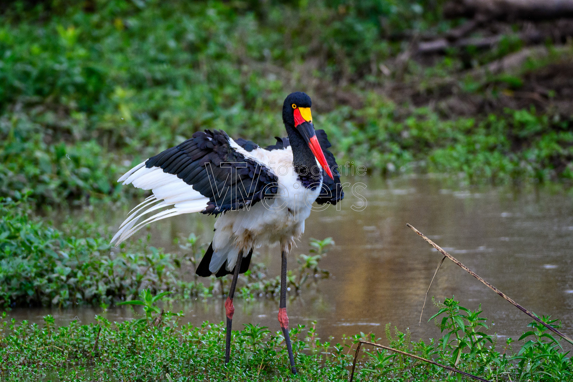 Sattelstorch, Afrika