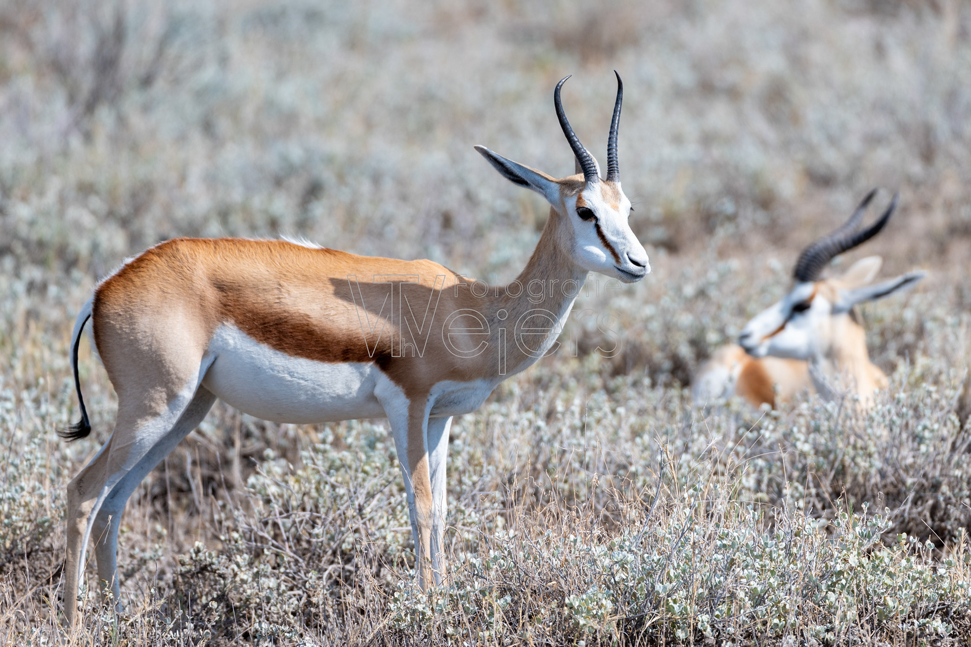 Springbock, Afrika