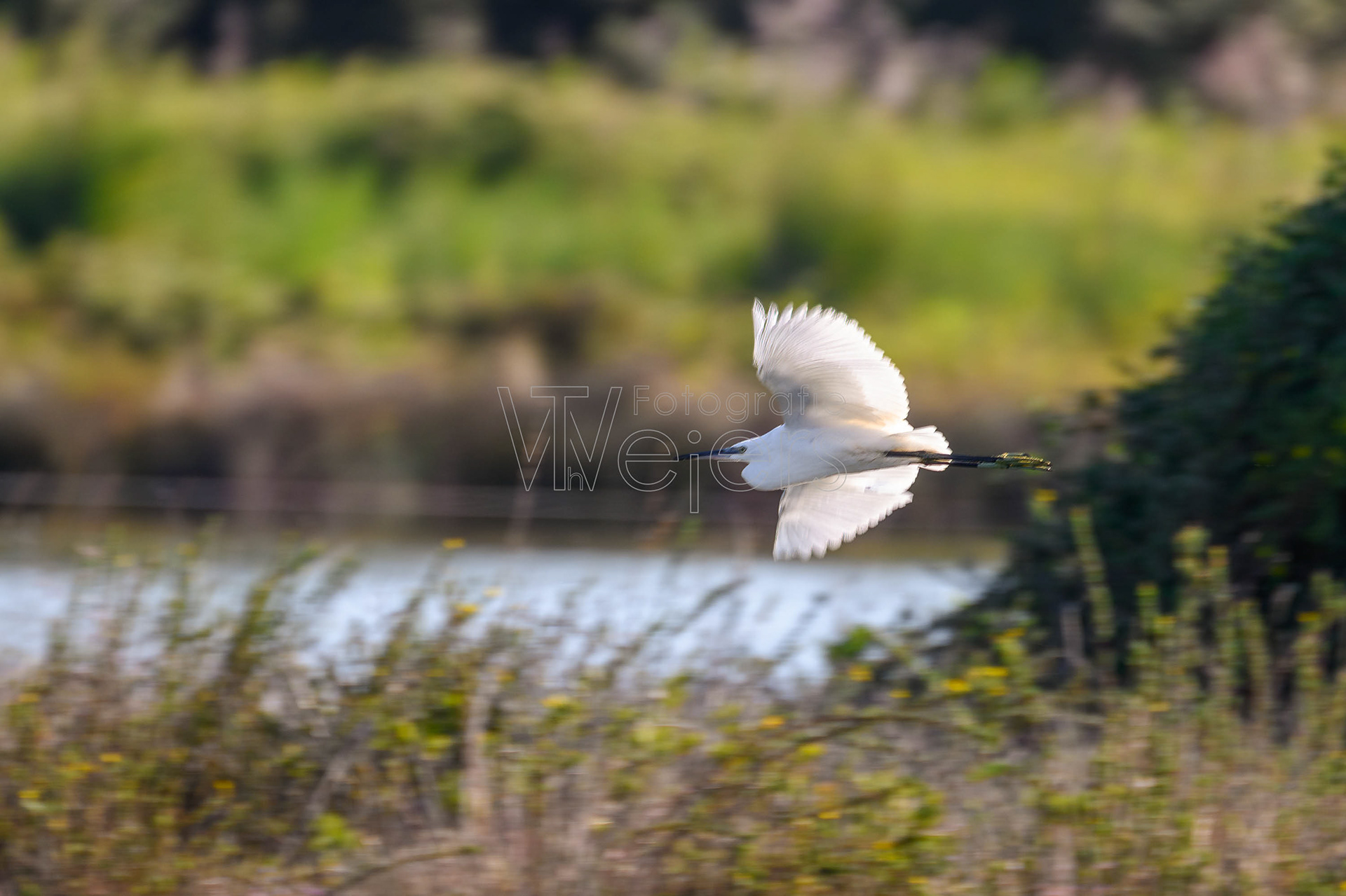 Seidenreiher, Europa