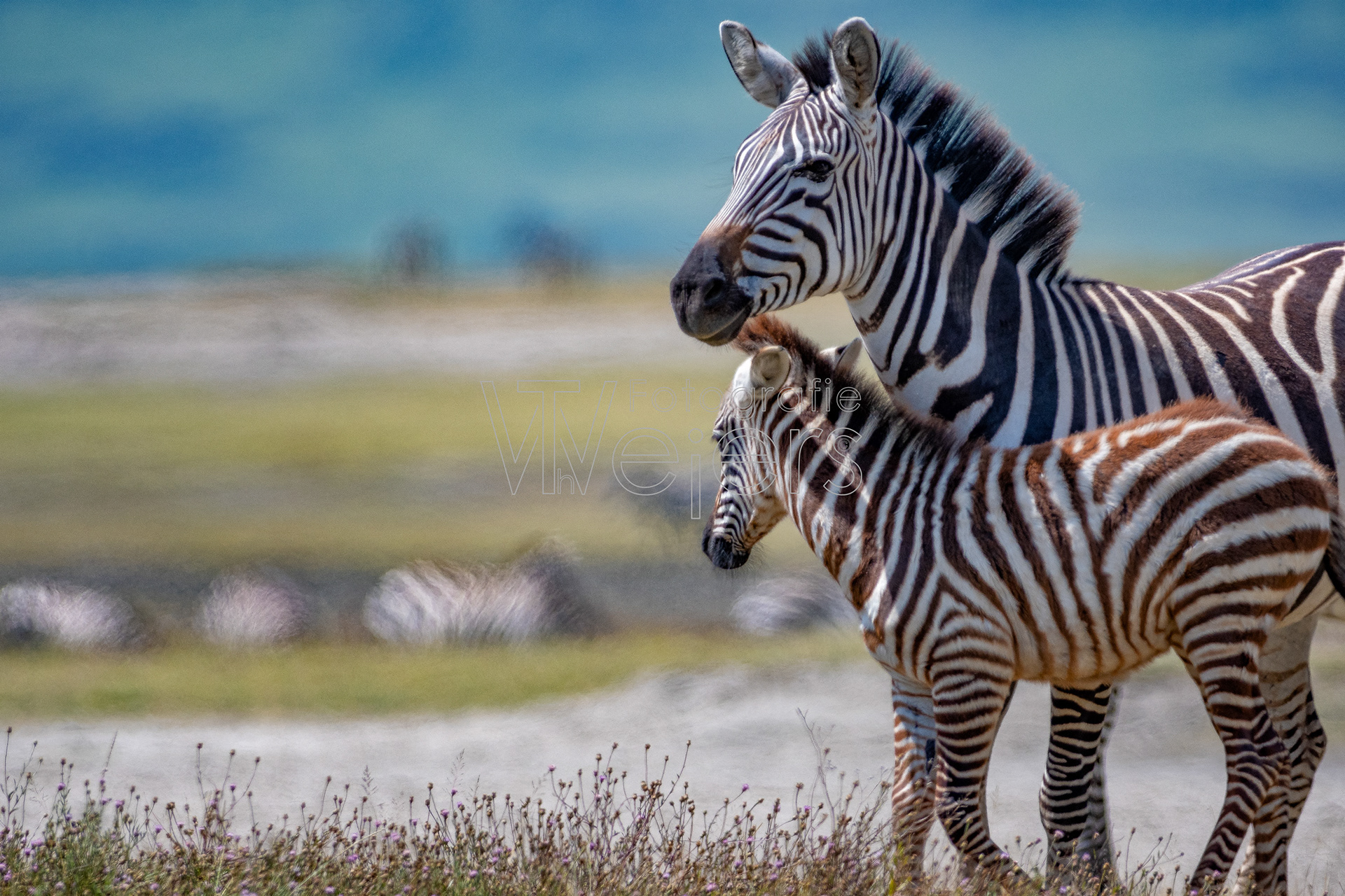 Steppenzebra, Afrika