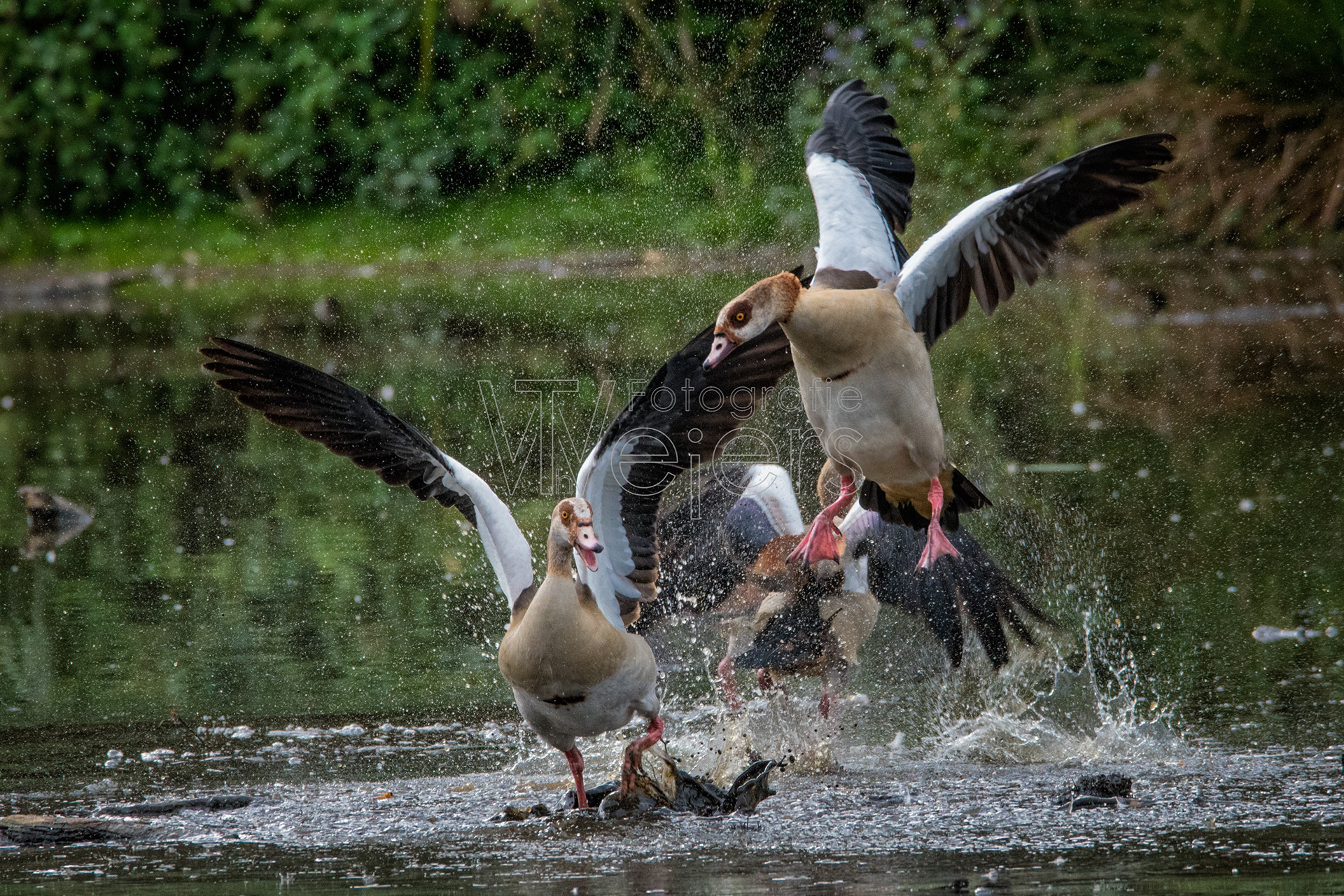 Nilgans, Deutschland