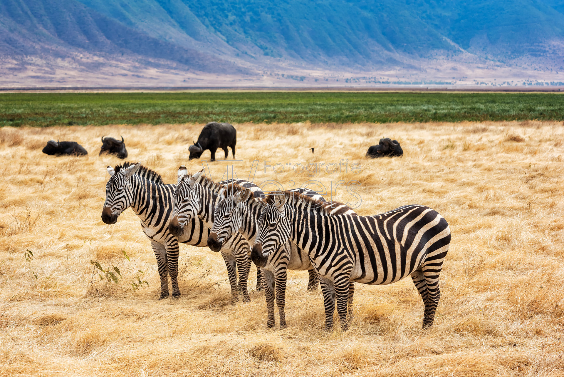 Steppenzebra, Afrika