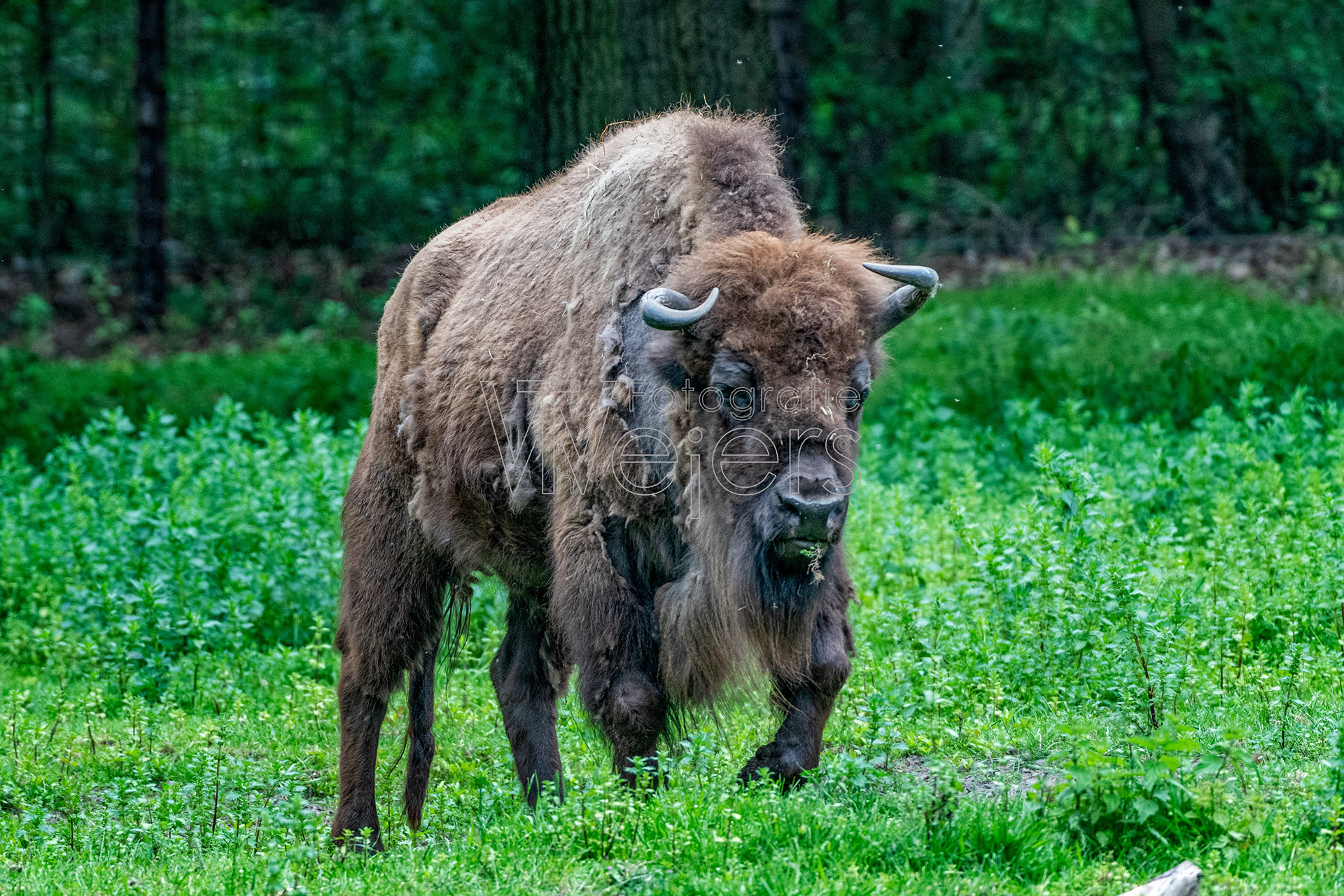 Wisent, Deutschland (WP)