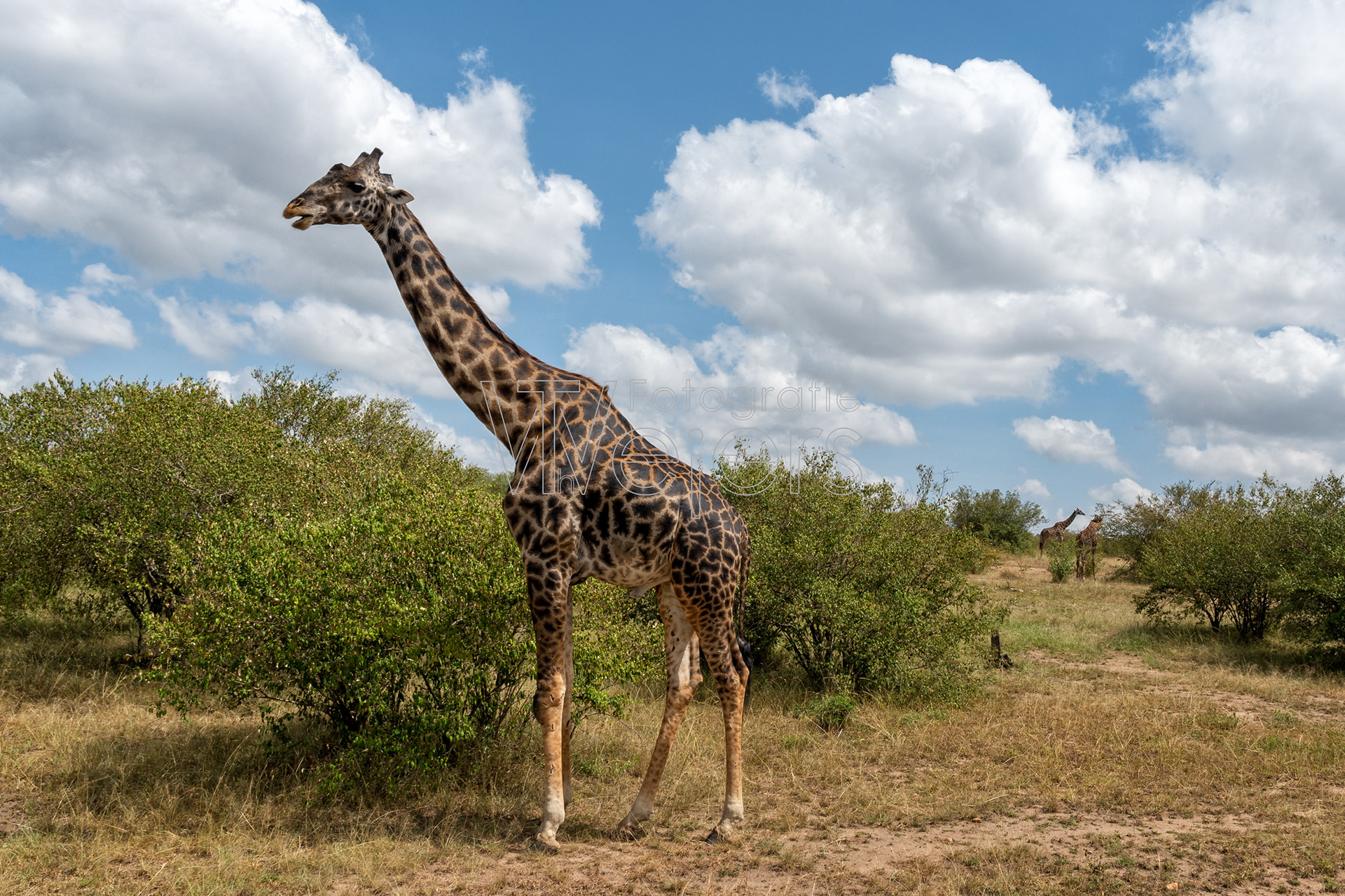 Massaigiraffe, Afrika