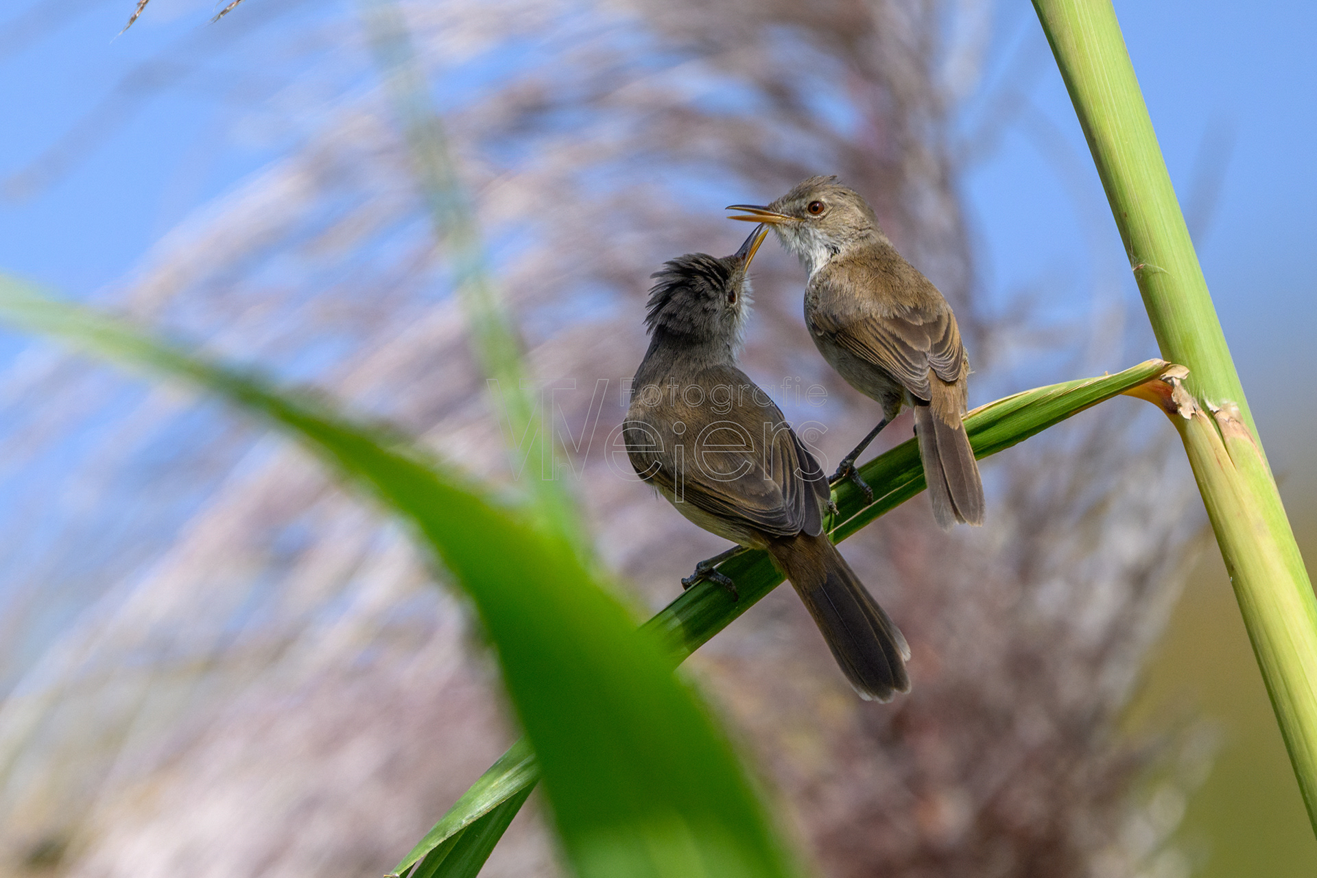 Kapverdenrohrsänger, Afrika
