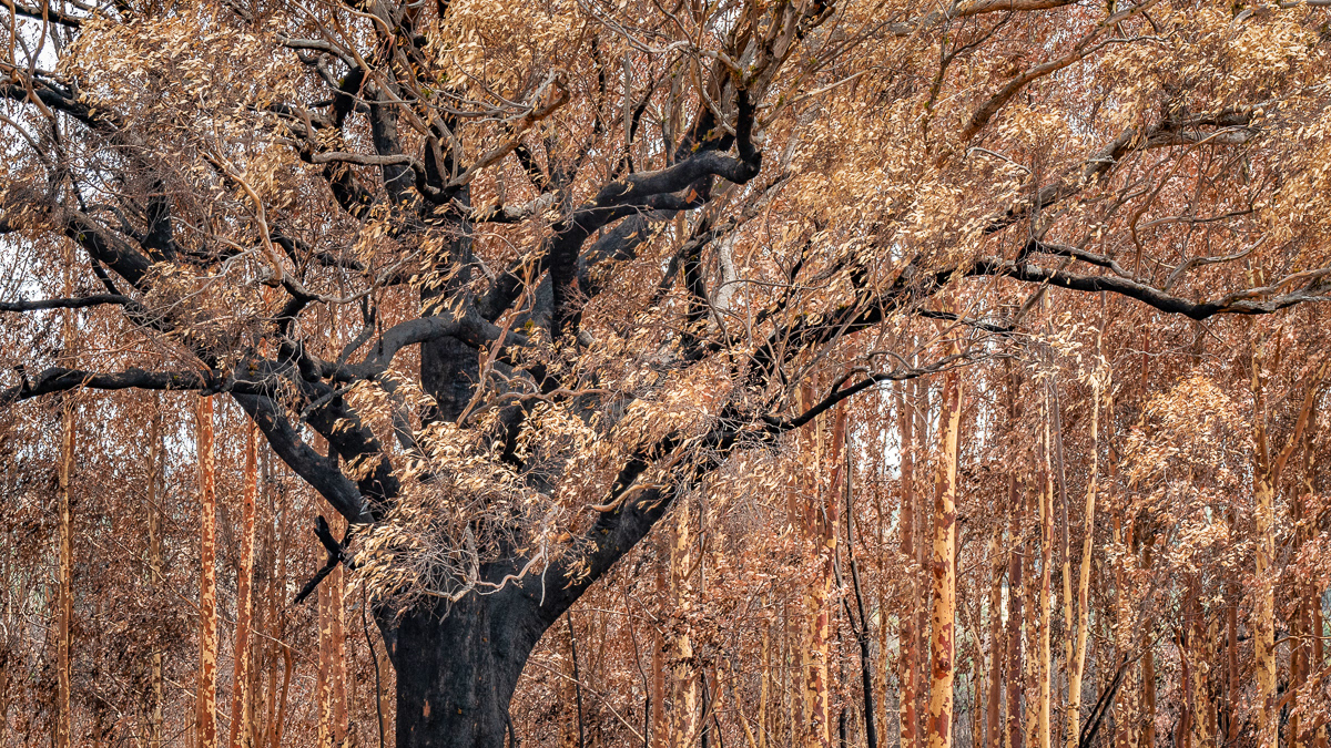 After the fires - Adelaide Hills - December 2019