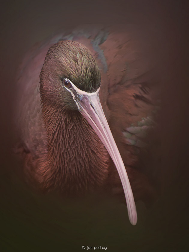 Glossy ibis