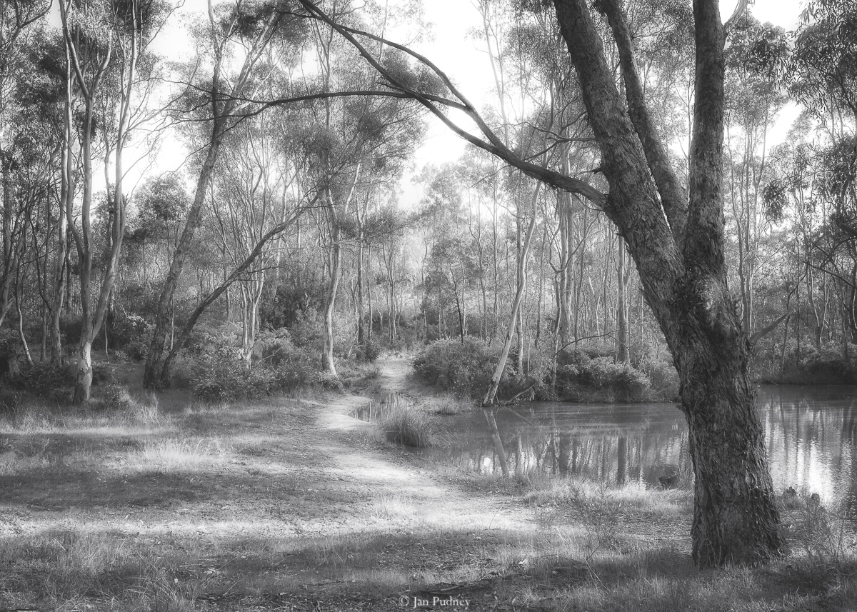 Bush at Maldon