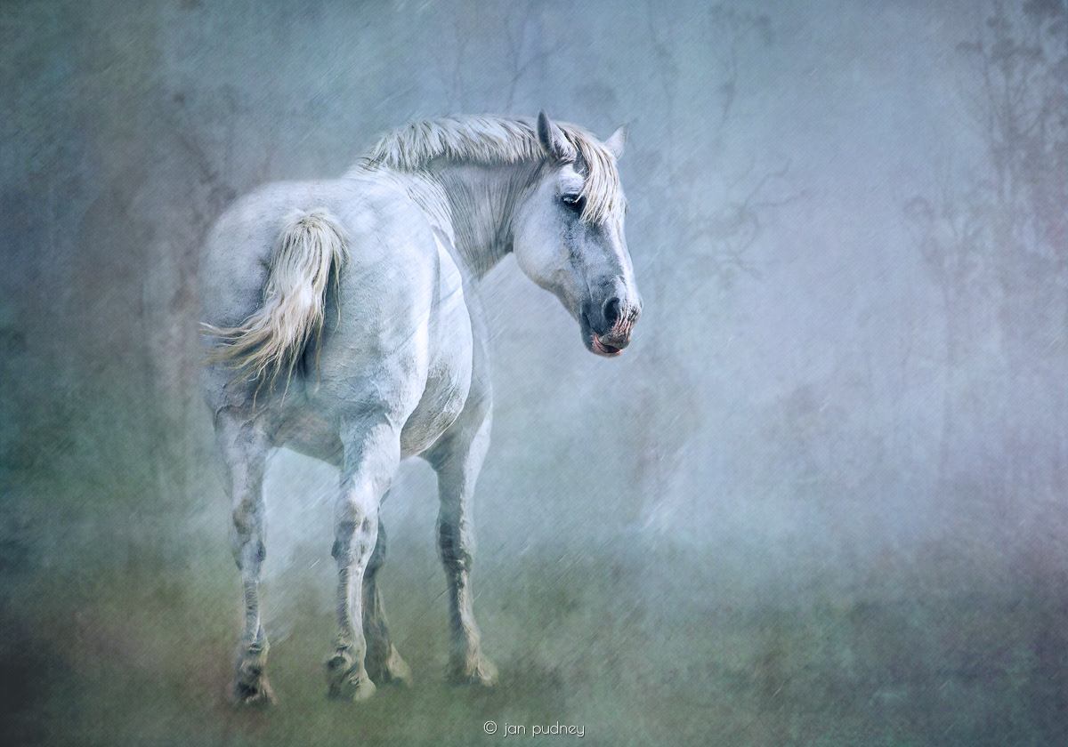 The white horse