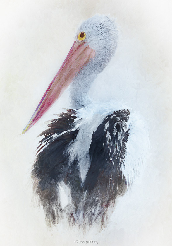 Portrait of a pelican