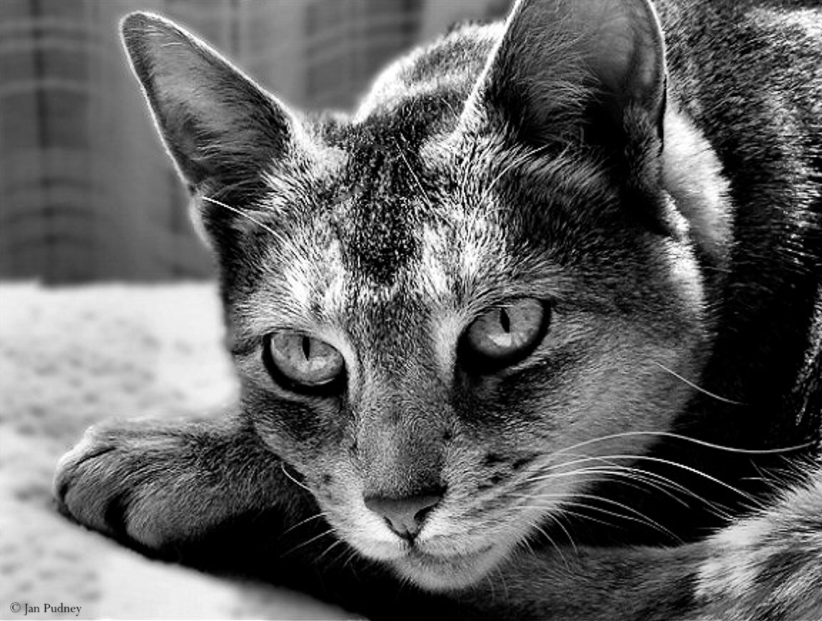 Sapphi