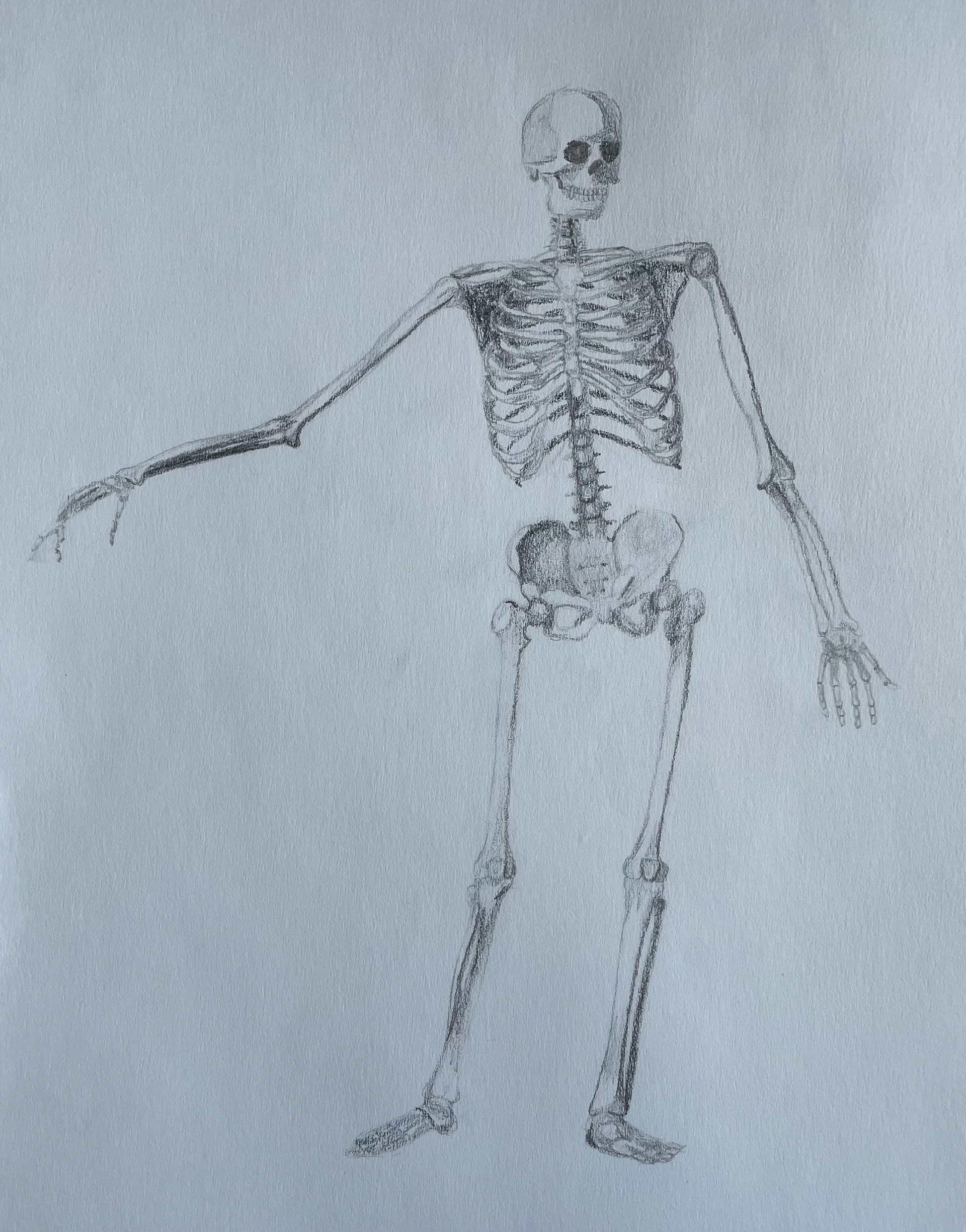 Skeleton | 2021 | Charcoal on Paper | 10" x 7"