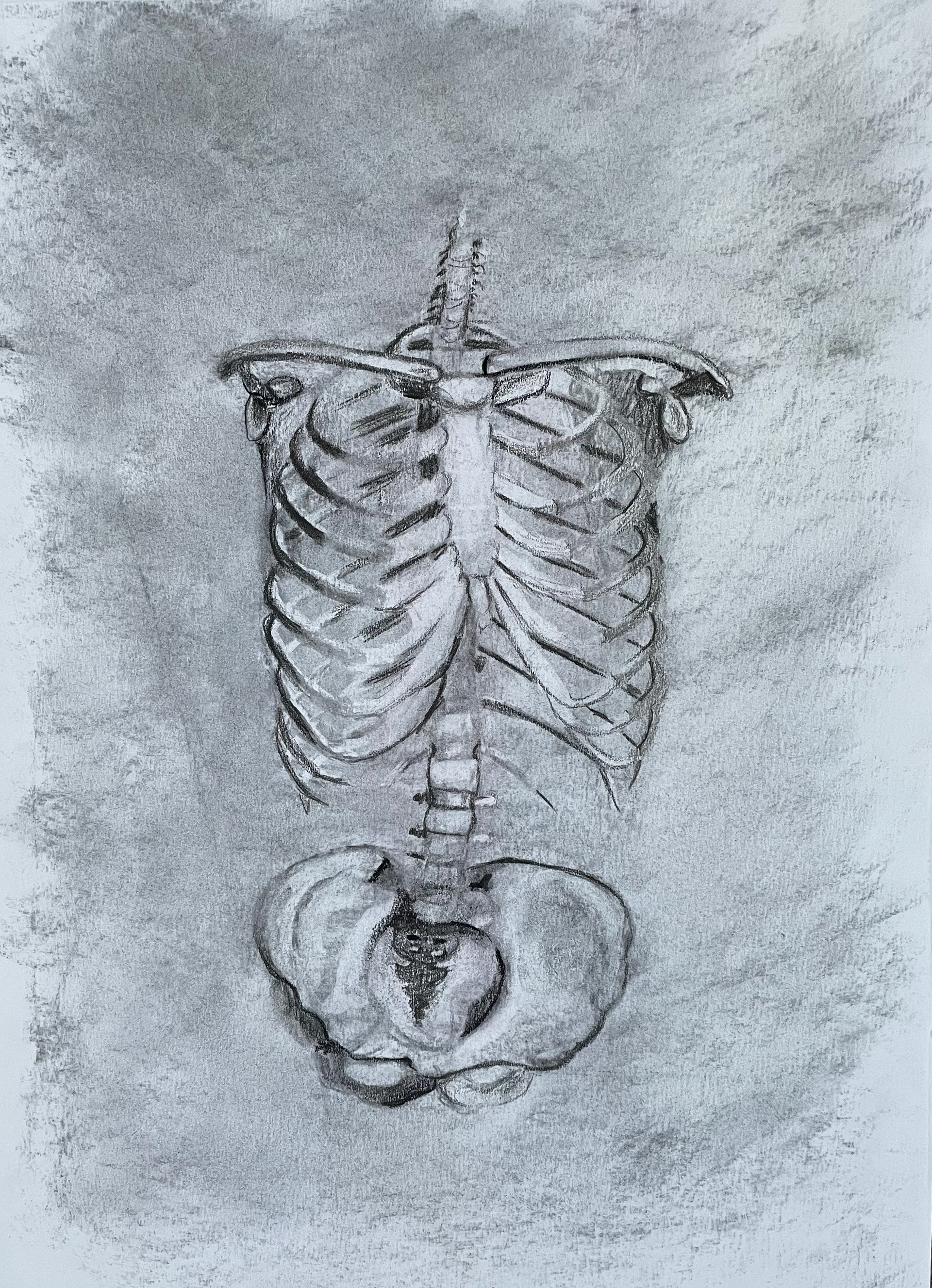 Upper Body Skeleton | 2021 | Charcoal on Paper | 10" x 7"
