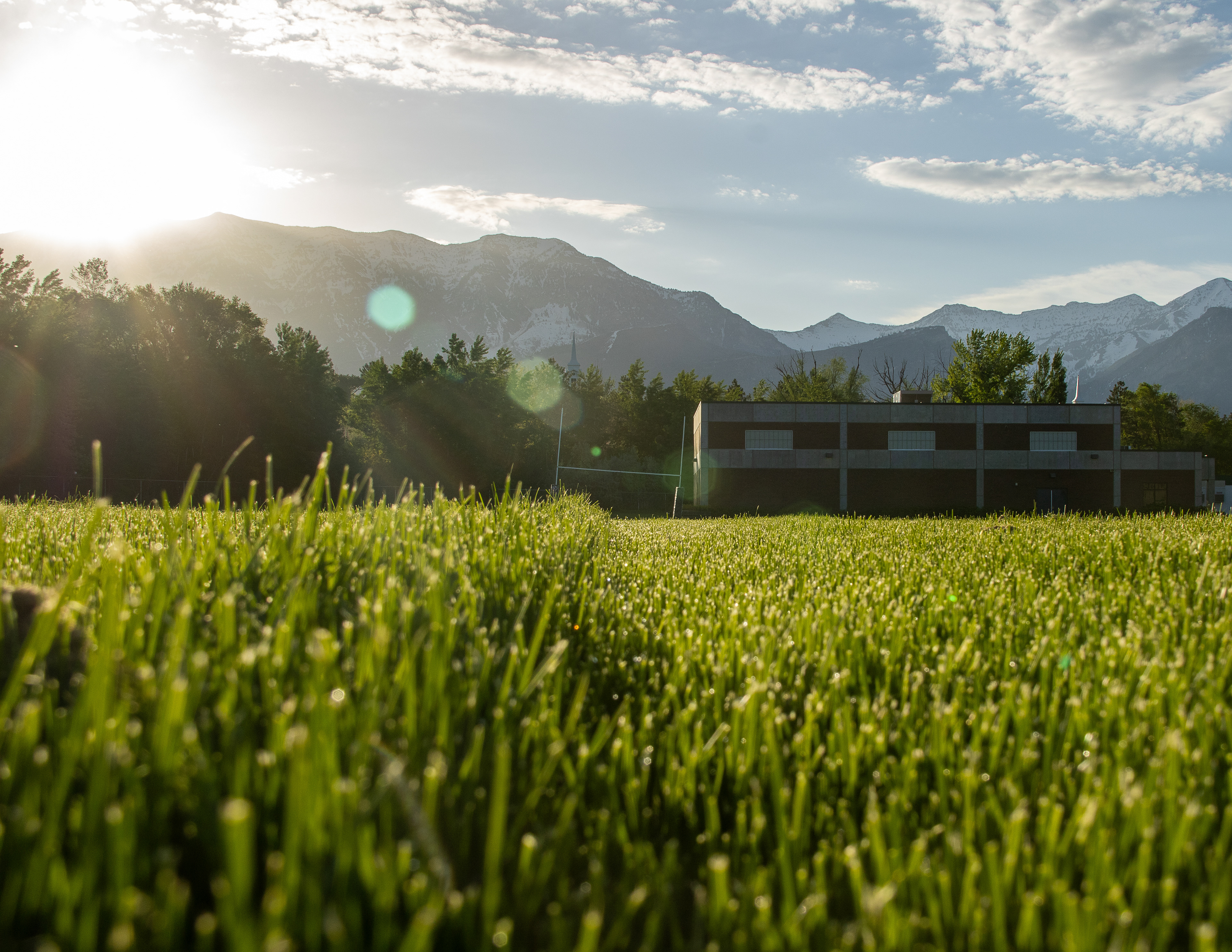 Solar Symphony: Sunlit Meadow with Graceful Grass Divide