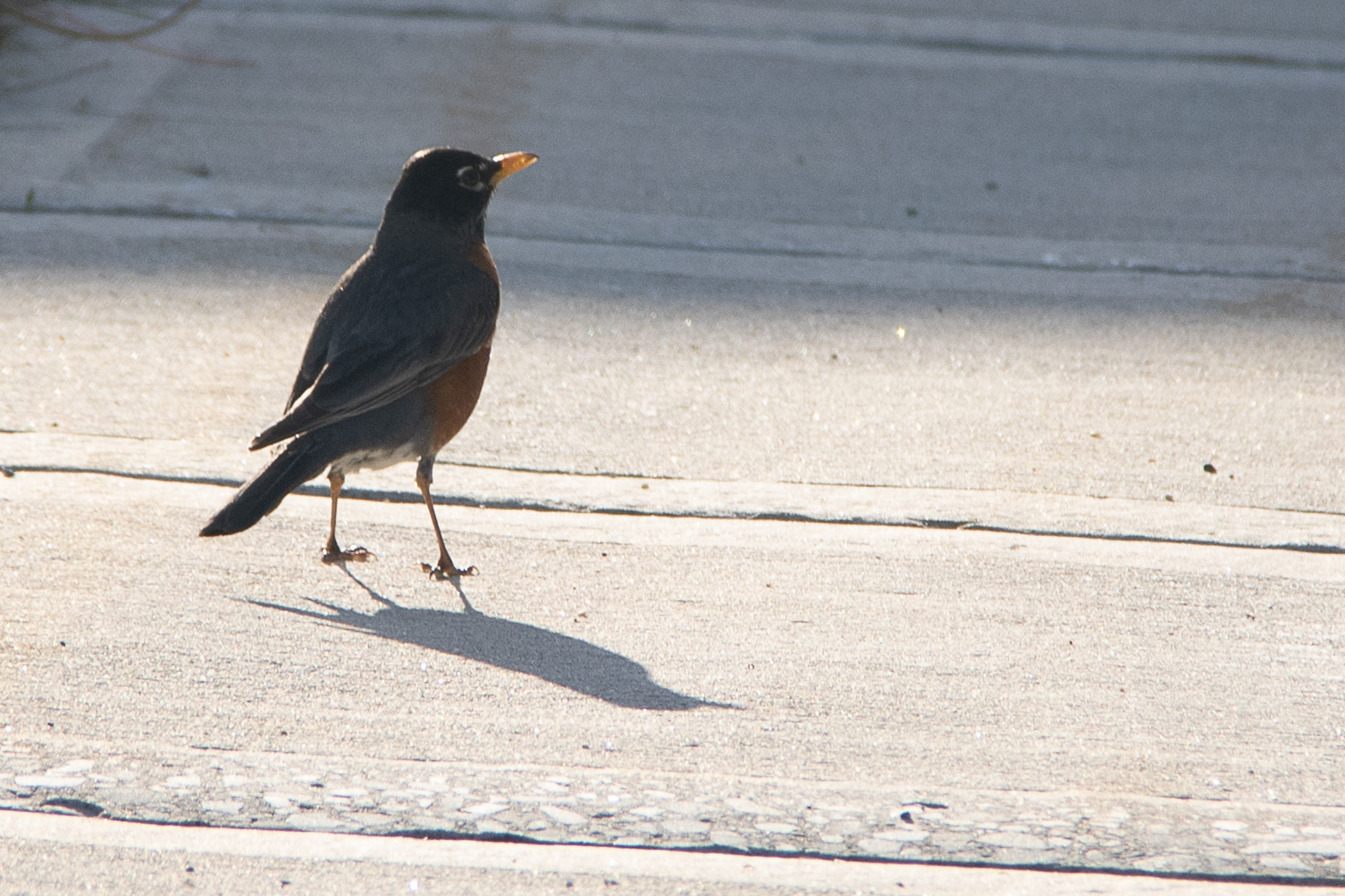 Solemn Stroll: A Study in Avian Elegance
