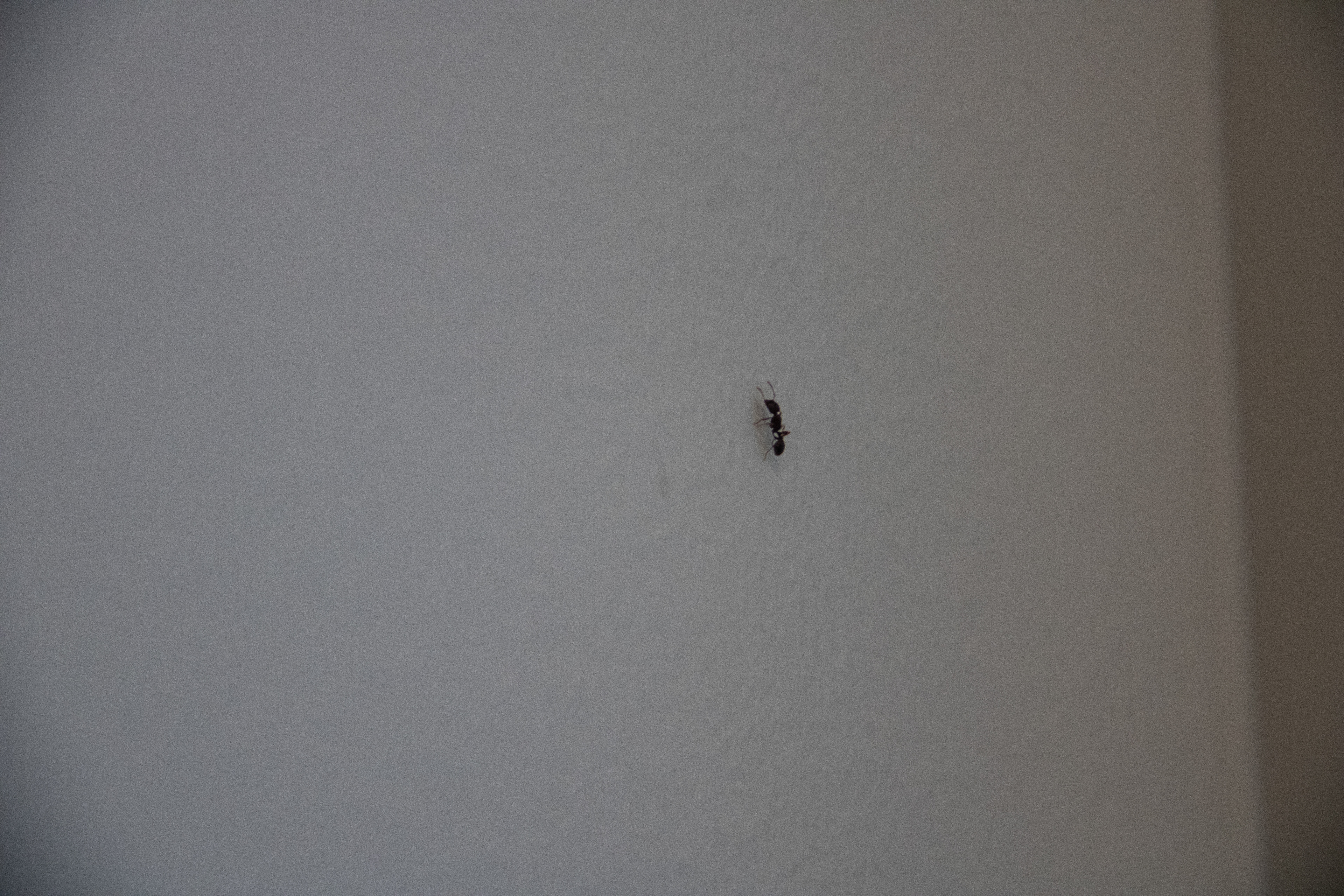 Lilliputian Journey: Ant's Climb