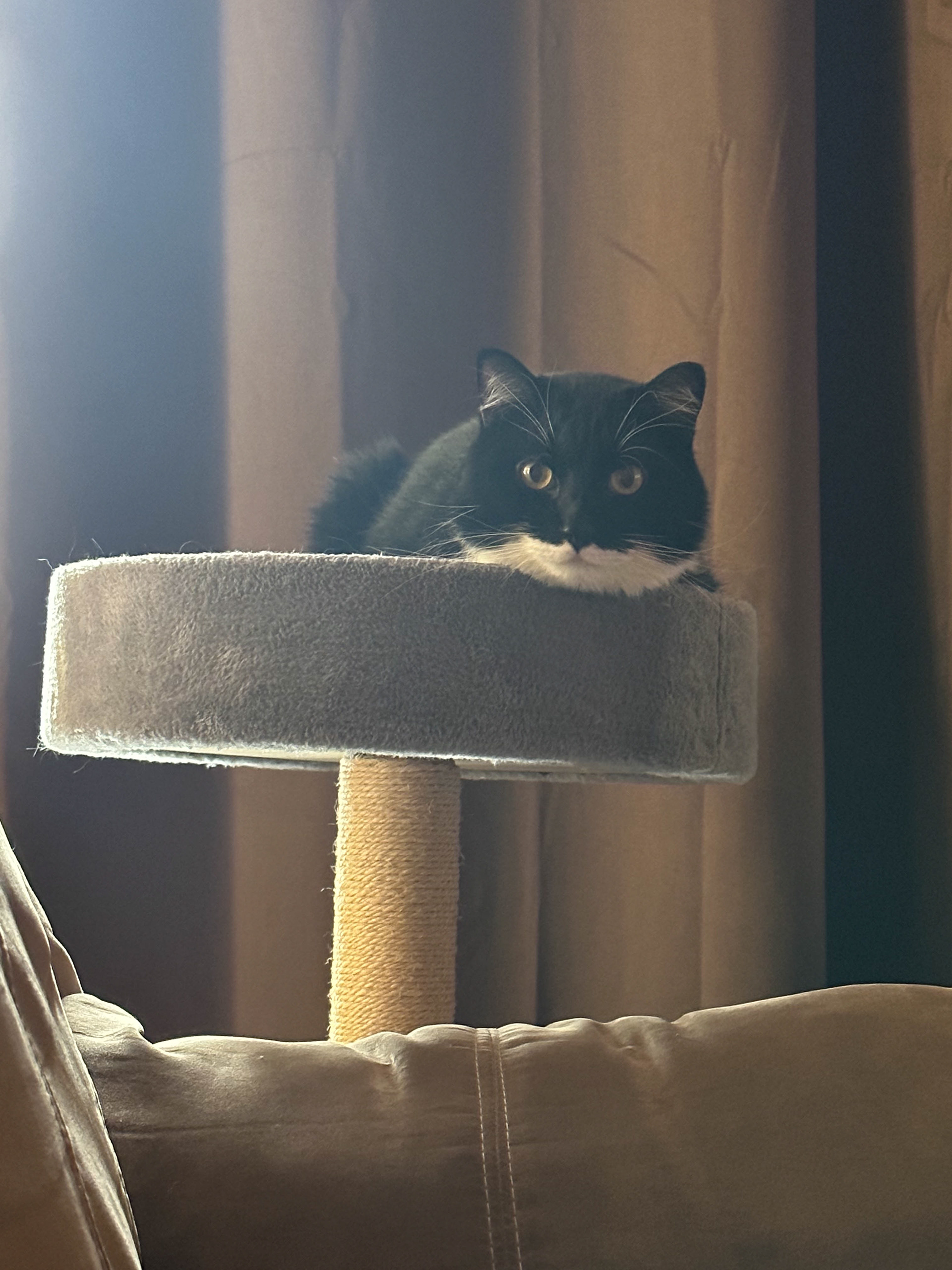 Feline Majesty: Echo's Tower Domain