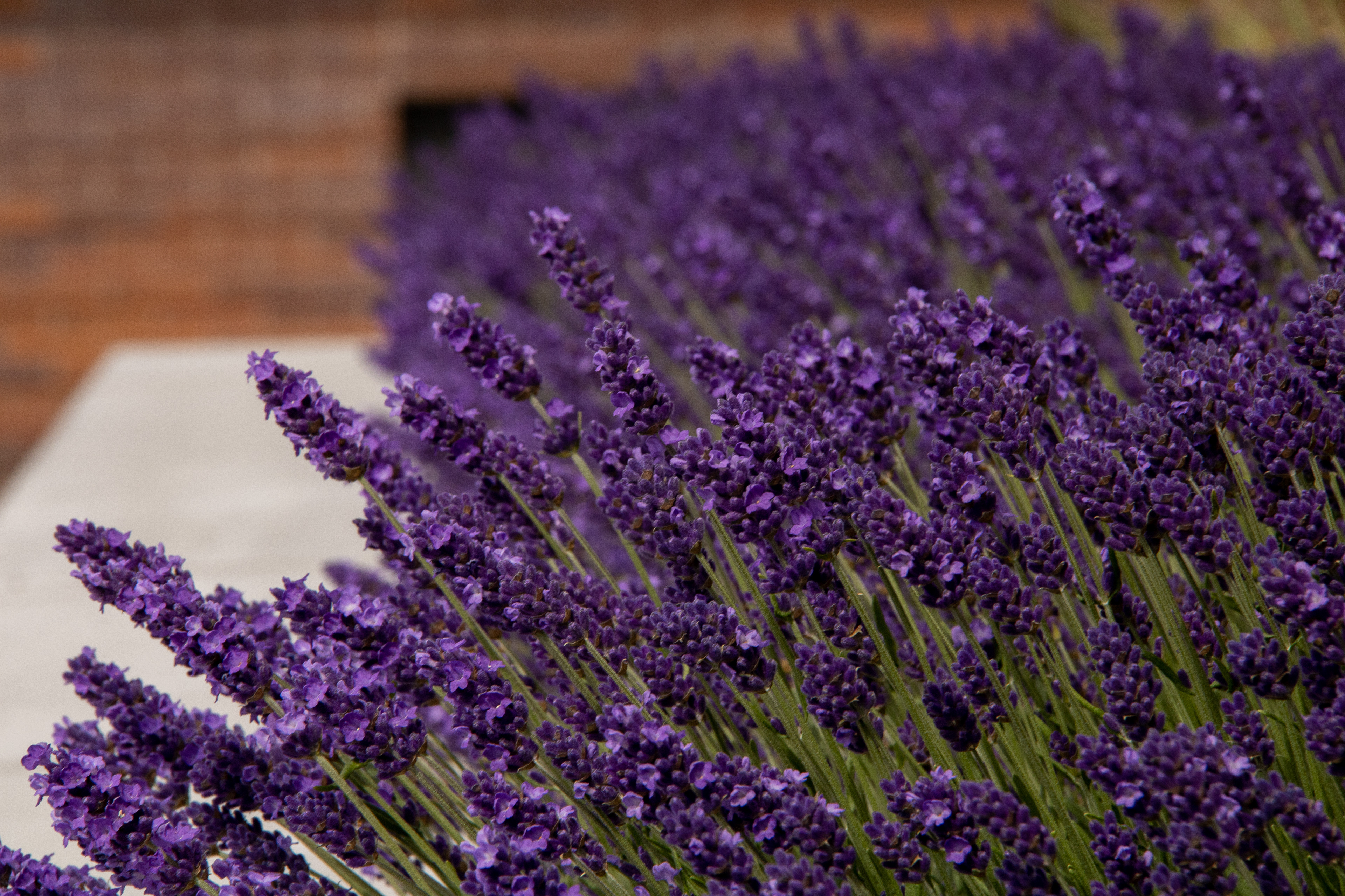 Enchanted Elegance: A Singular Purple Sonata