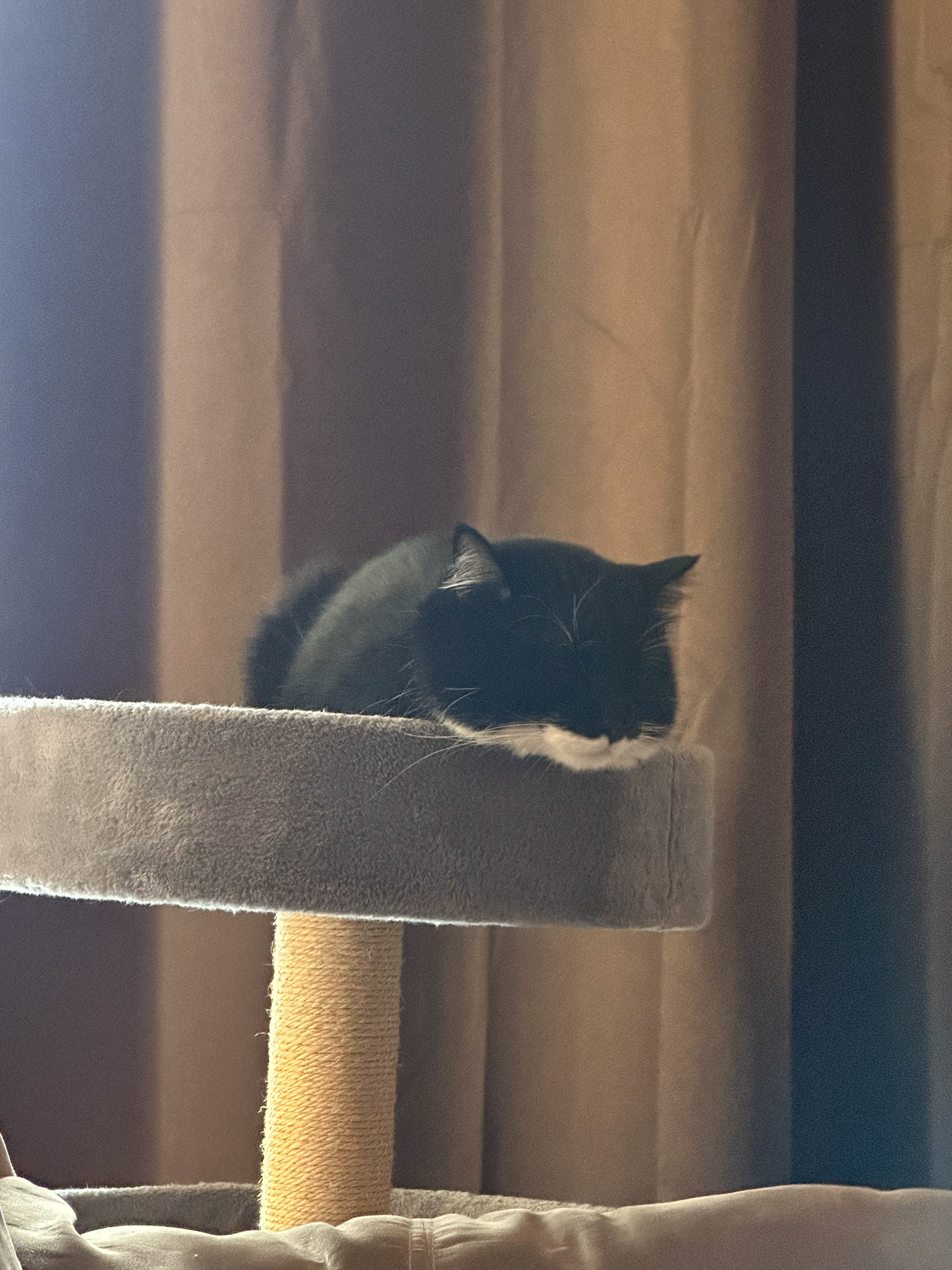 Regal Repose: Echo's Cat Tower Haven