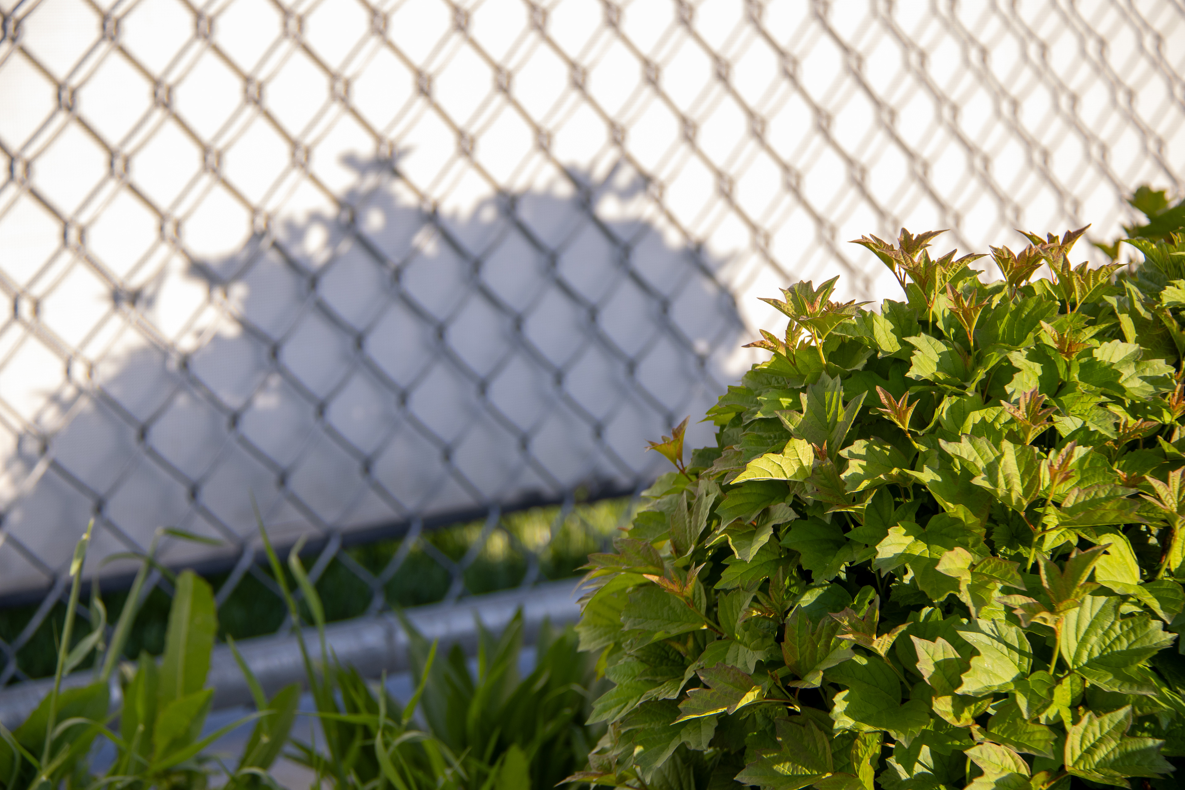 Silhouette Serenity: Plant's Dance with the Fence's Shadow