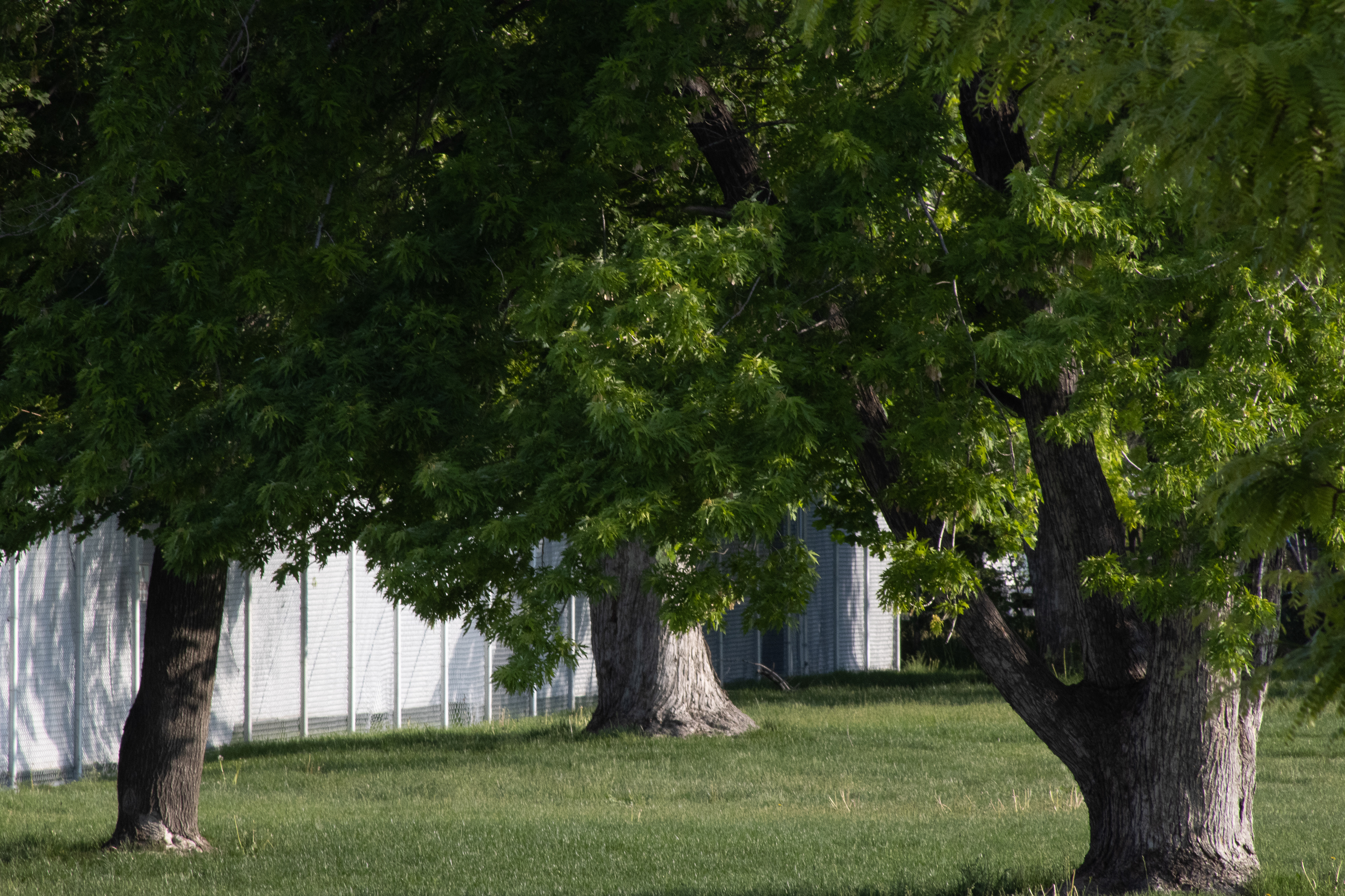 Resilient Harmony: Embracing Nature's Beauty