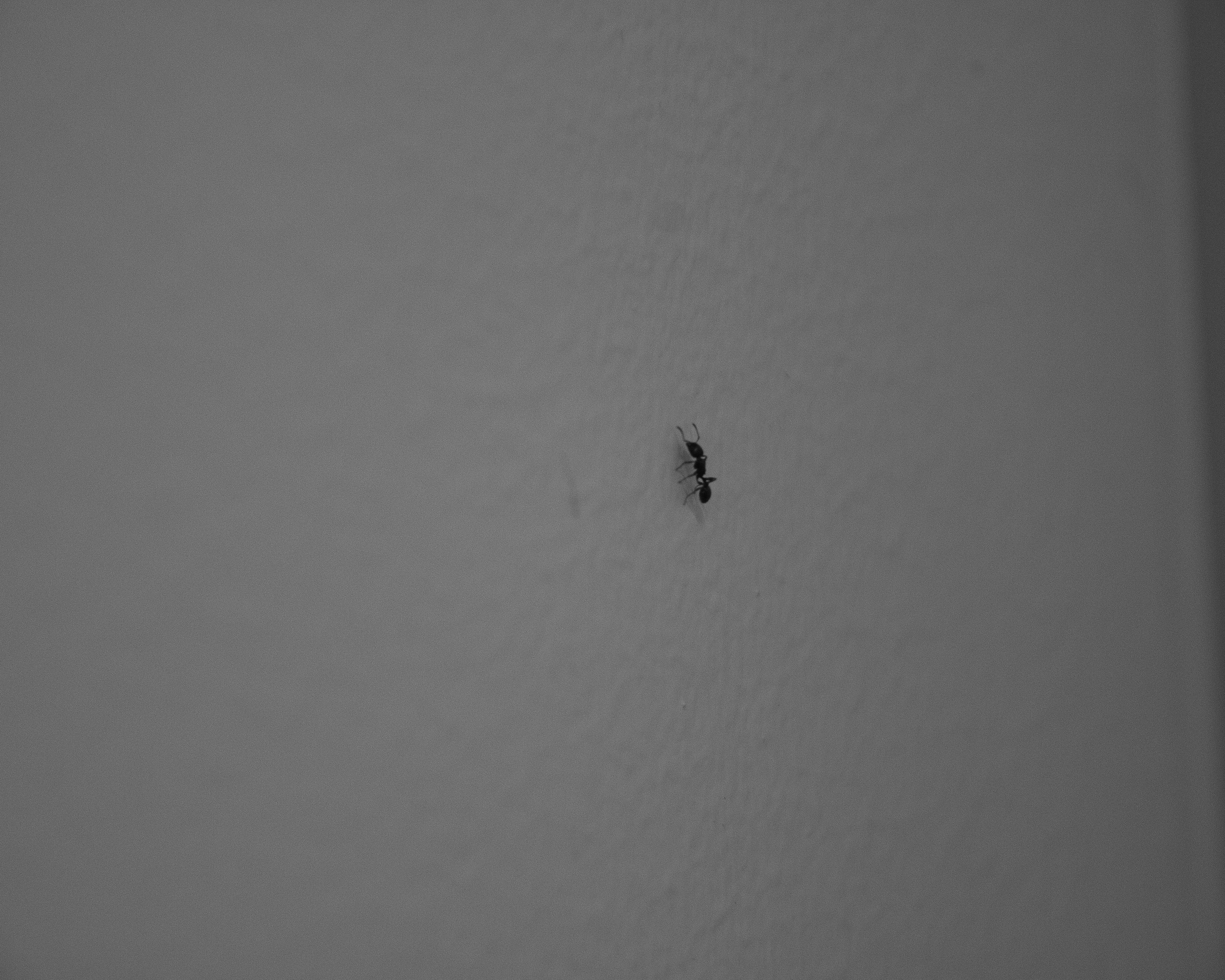 Microcosmic Explorer: Ant's Ascension