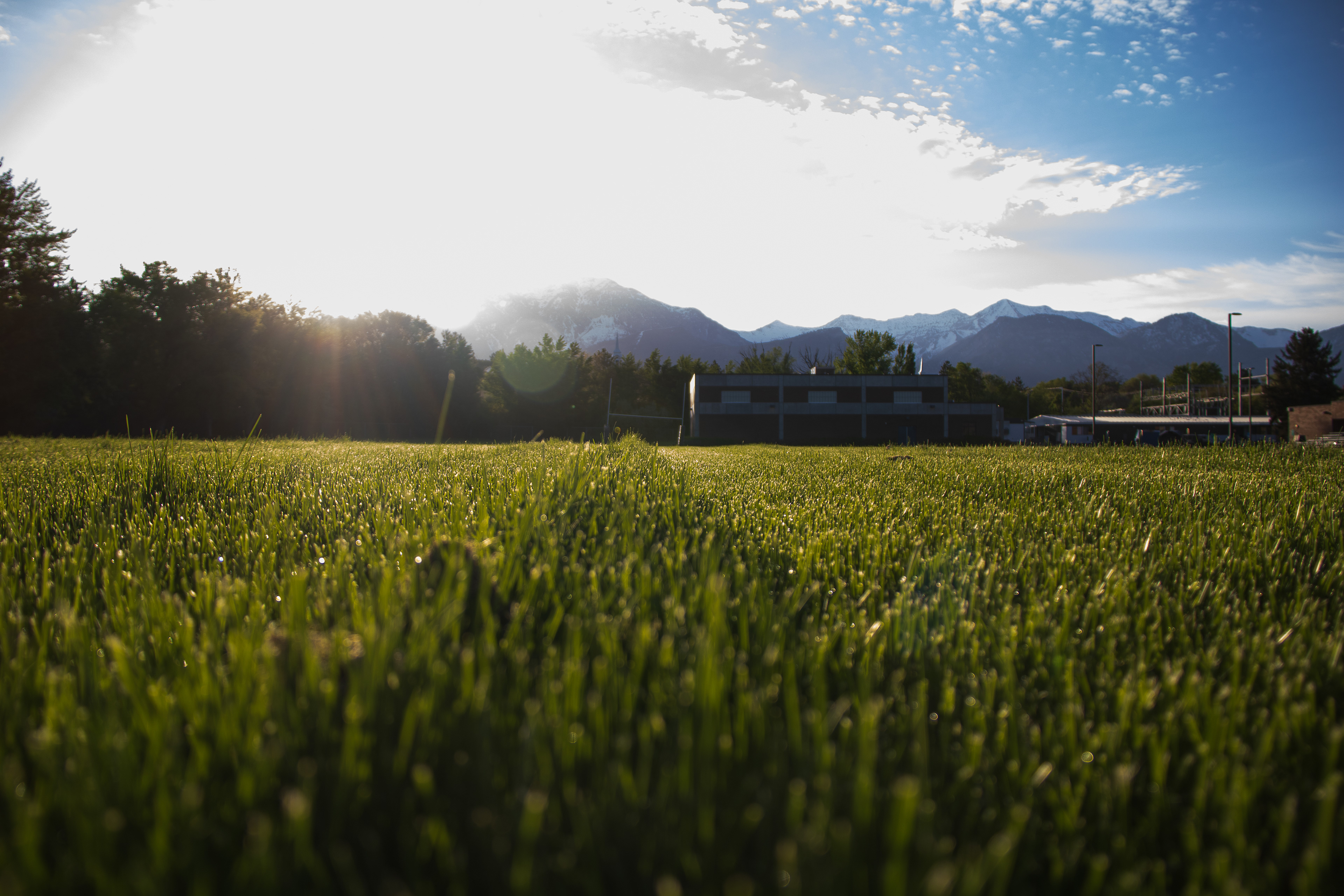 Nature's Radiance: Sun-Kissed Tranquility Among the Greens