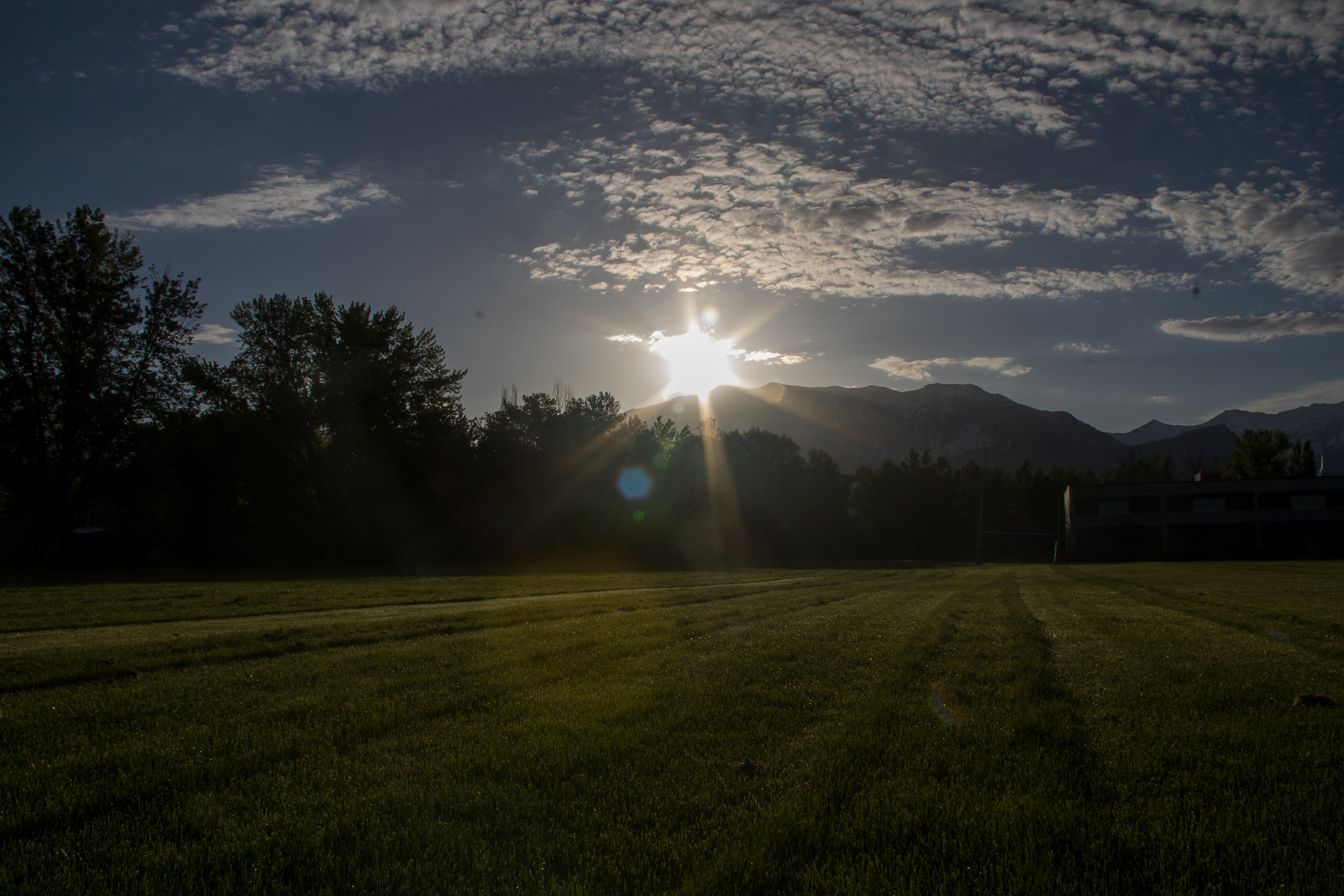 Verdant Solitude: Sunlit Serenity Amidst Greenery