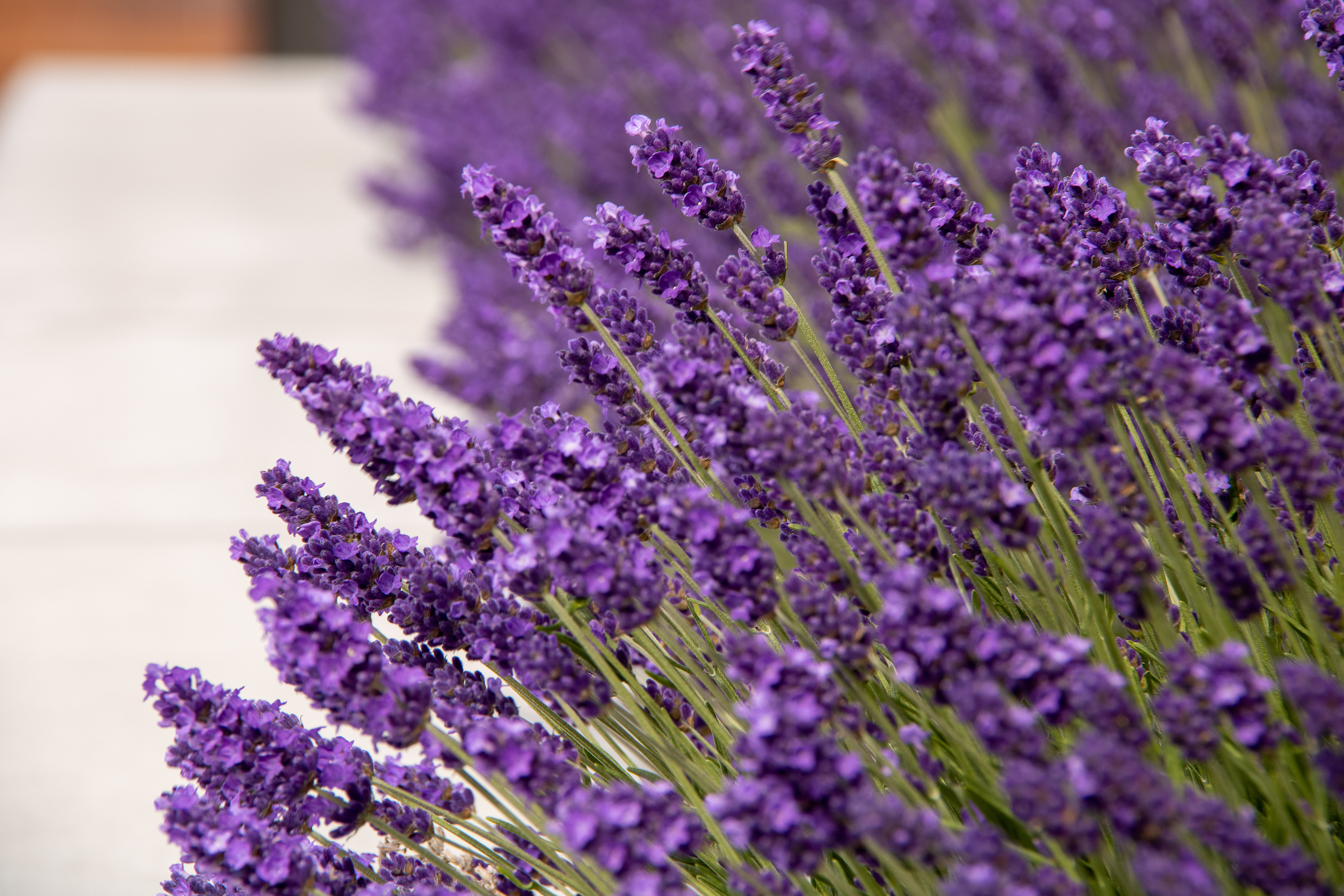 Purple Majesty: A Solitary Bloom Amidst Concrete Dreams