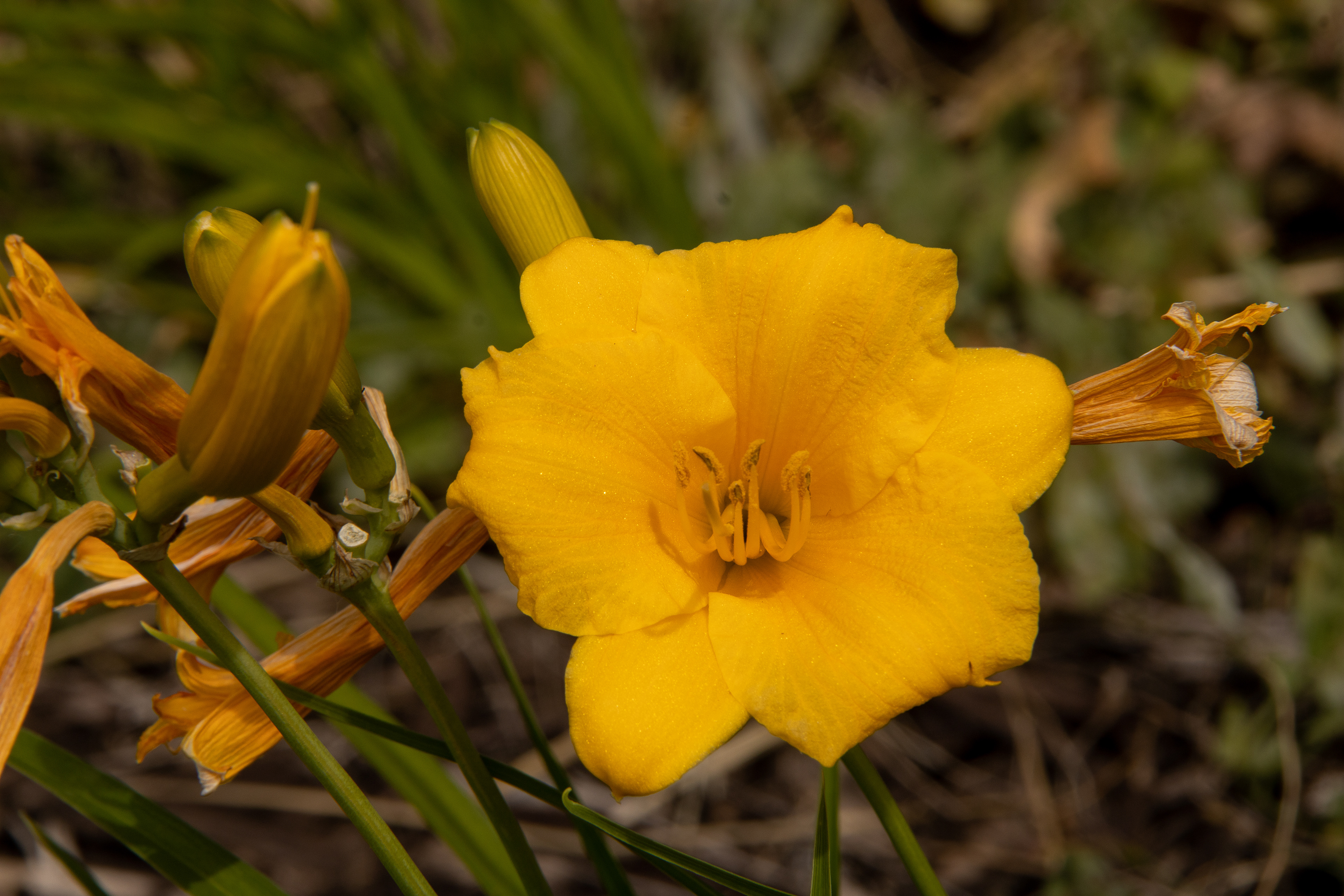 Sunny Whispers: Unveiling Nature's Joyful Embrace
