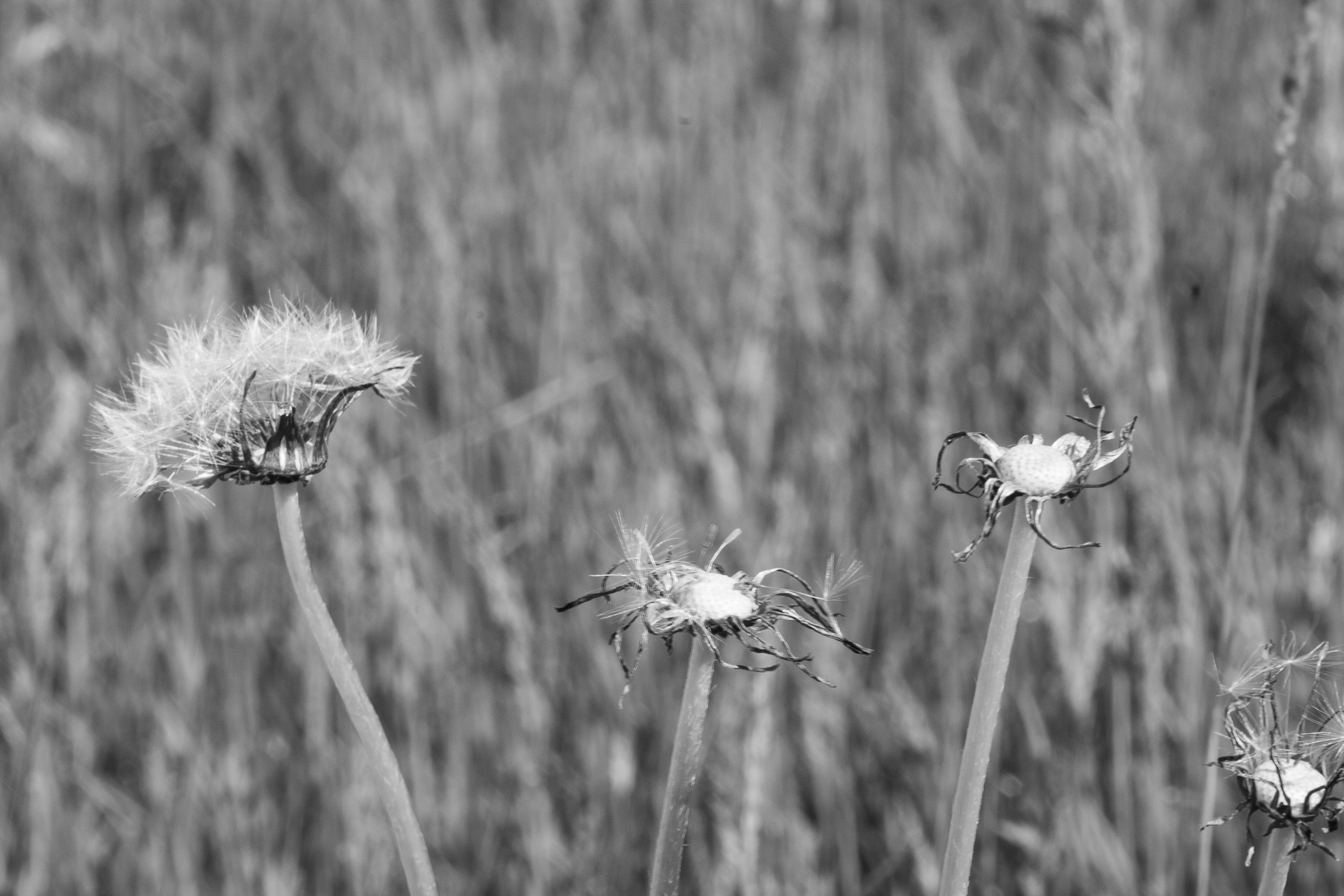 Whispers of Transformation: Seedless Dandelions in the Breeze
