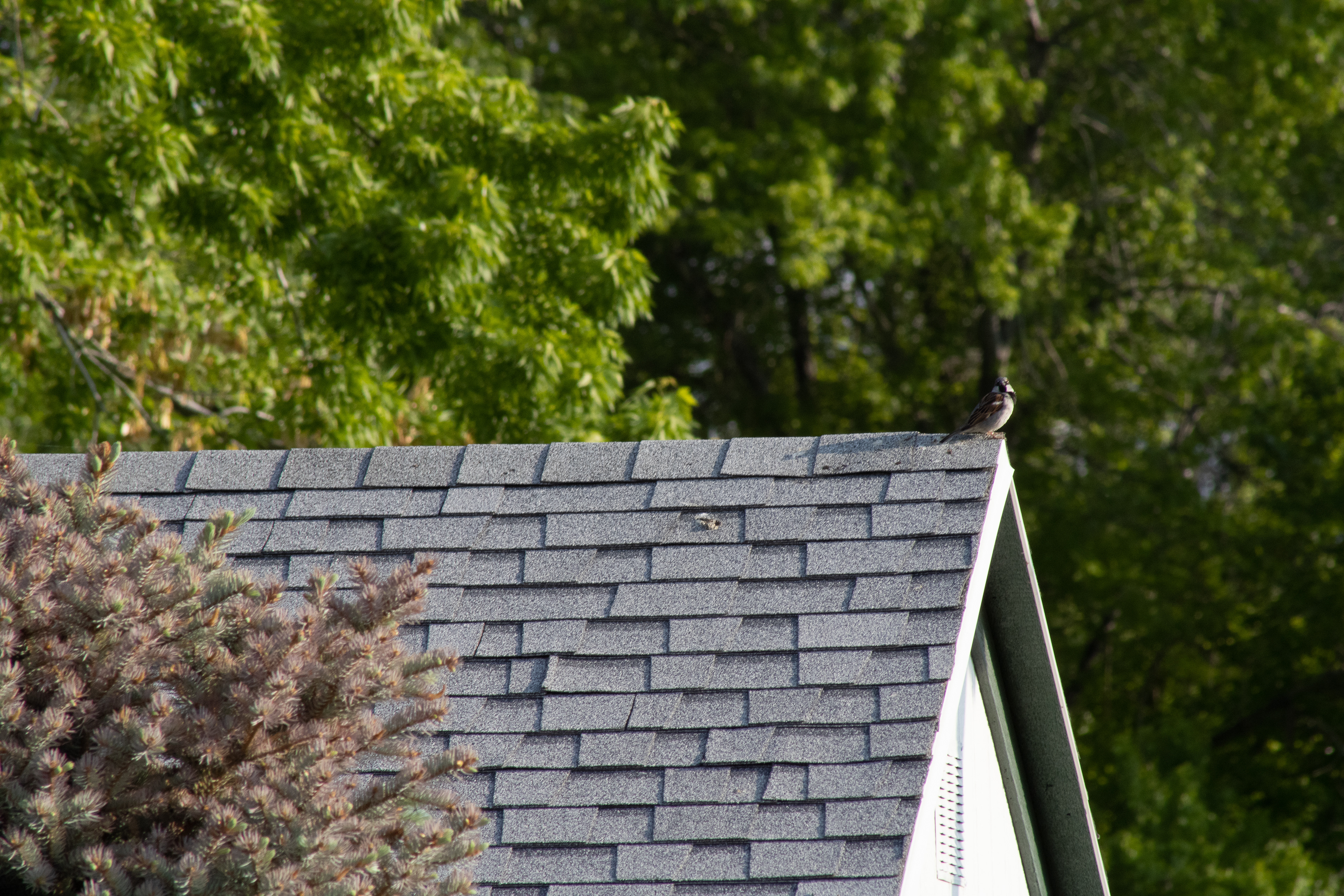 Roofline Majesty: Avian Guardian of the Canopy